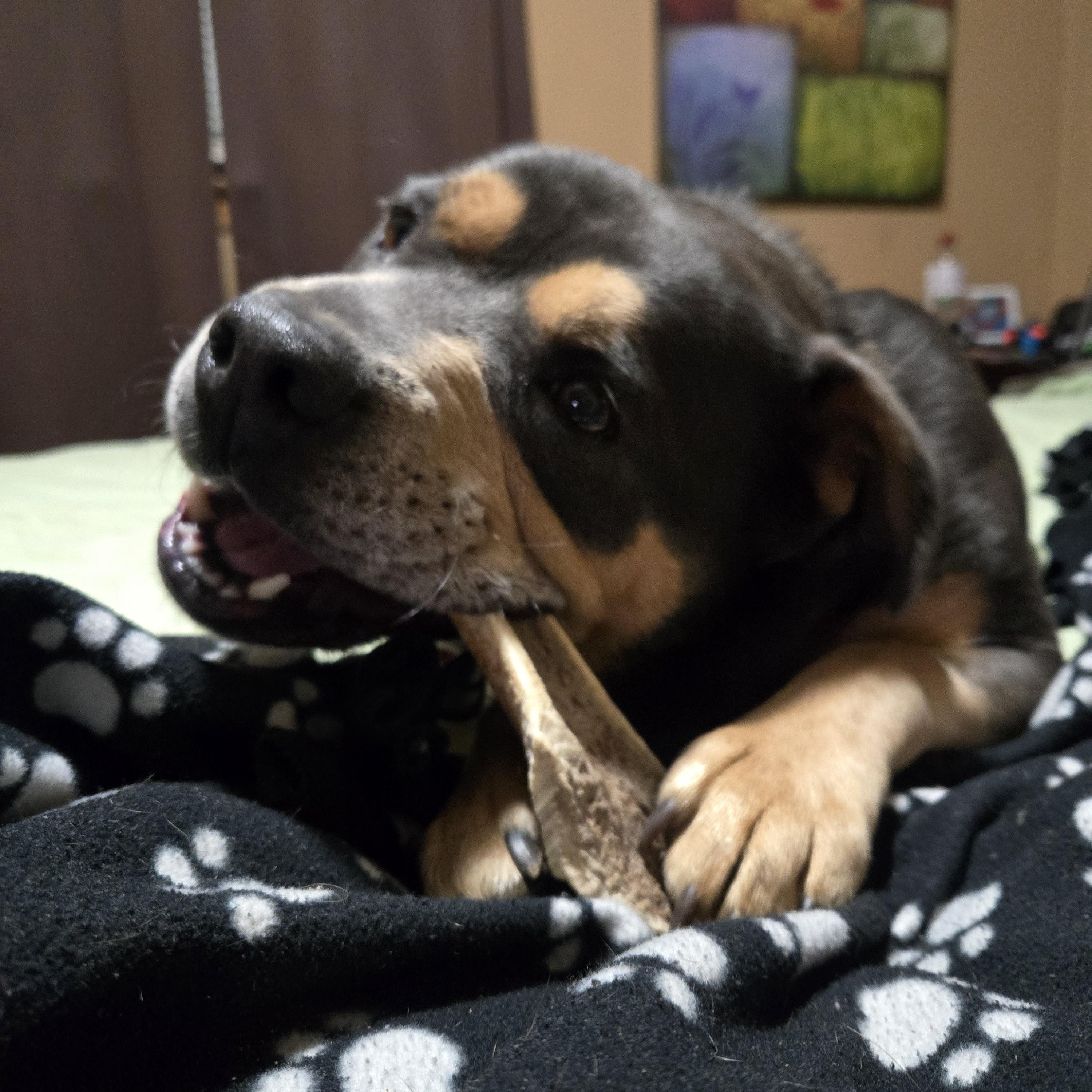 Enlarge Scrappy , a ADOPTABLE mixed breed in Mount Airy, NC image 5/5