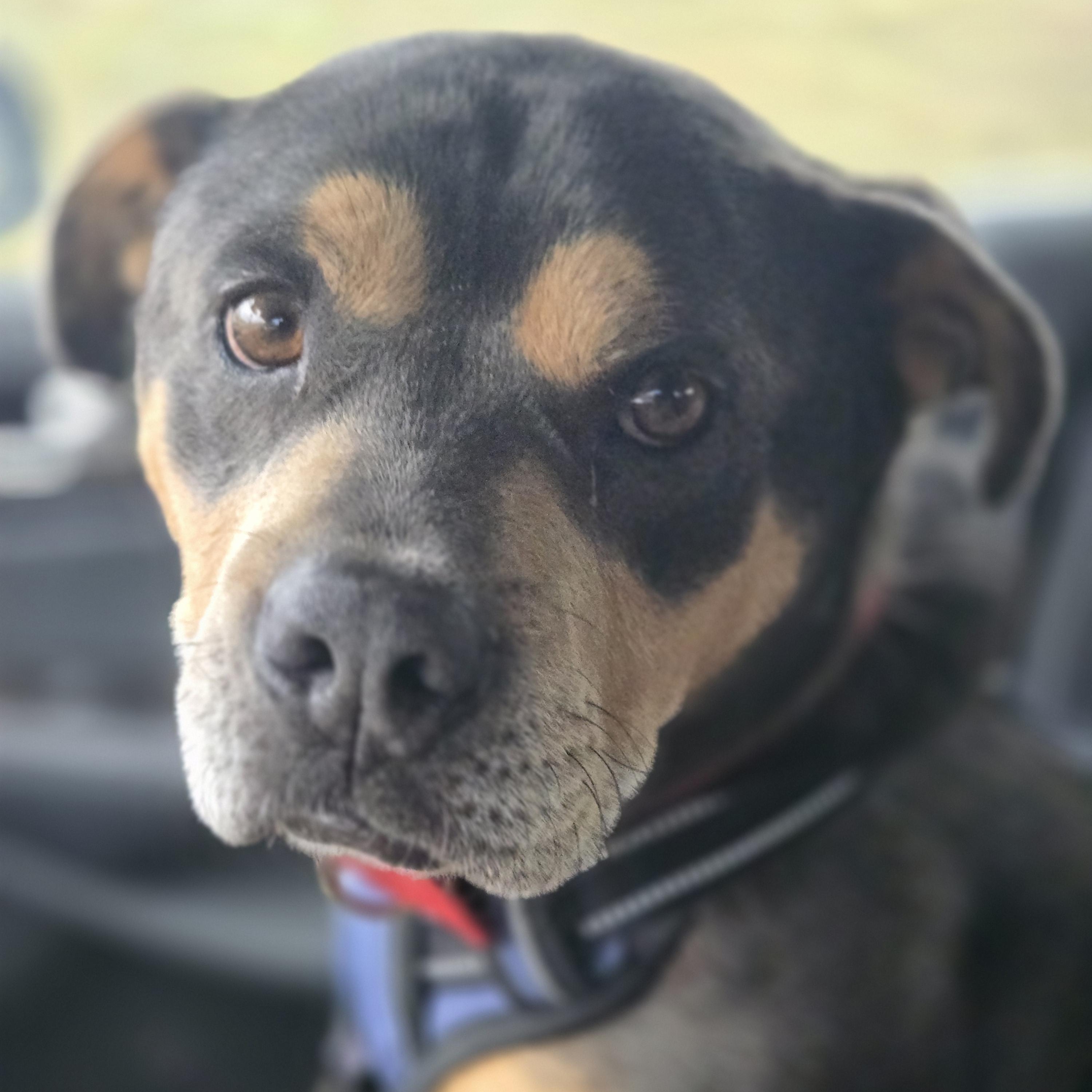 Scrappy , ADOPTABLE, Young Male American Bulldog.