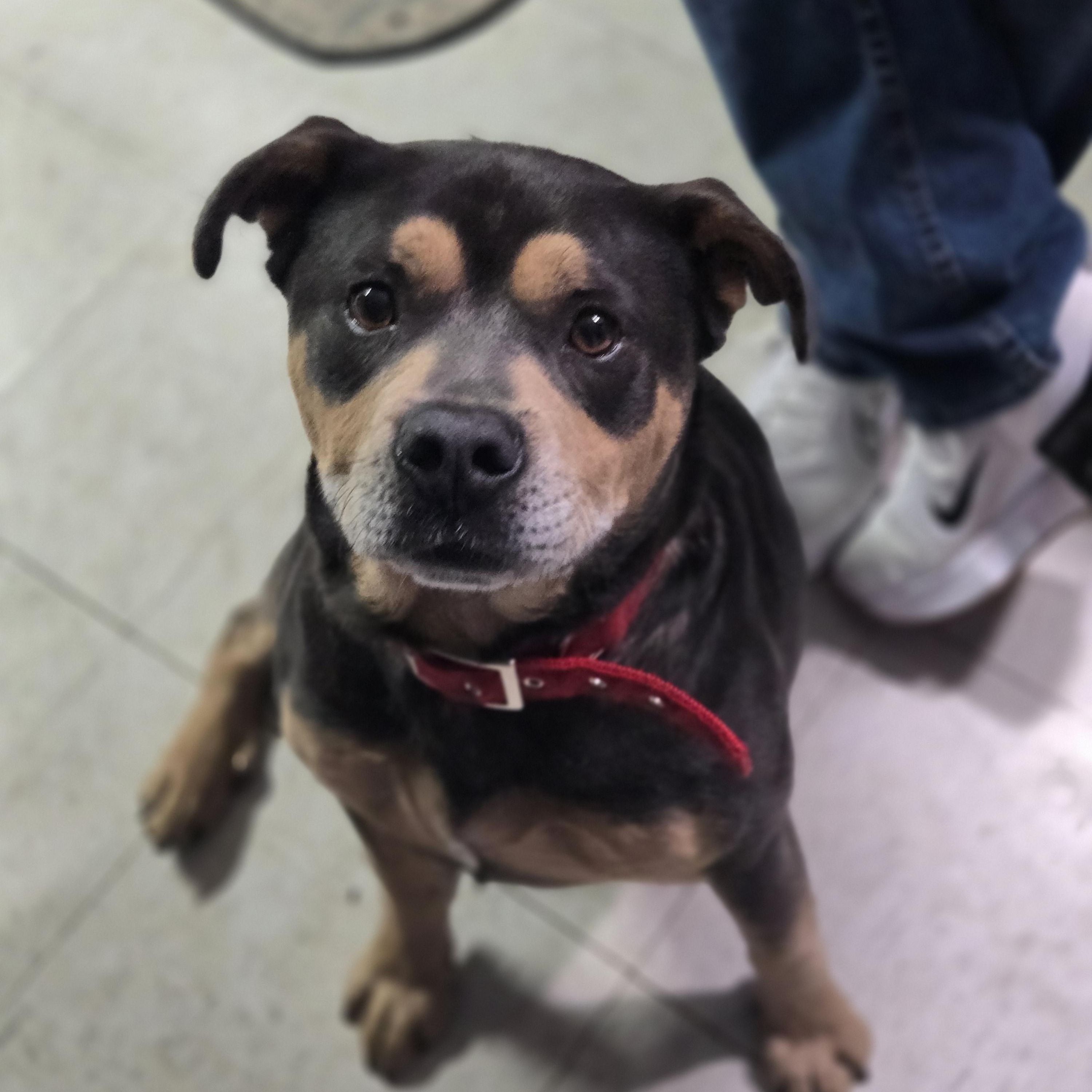 Enlarge Scrappy , a ADOPTABLE mixed breed in Mount Airy, NC image 2/5