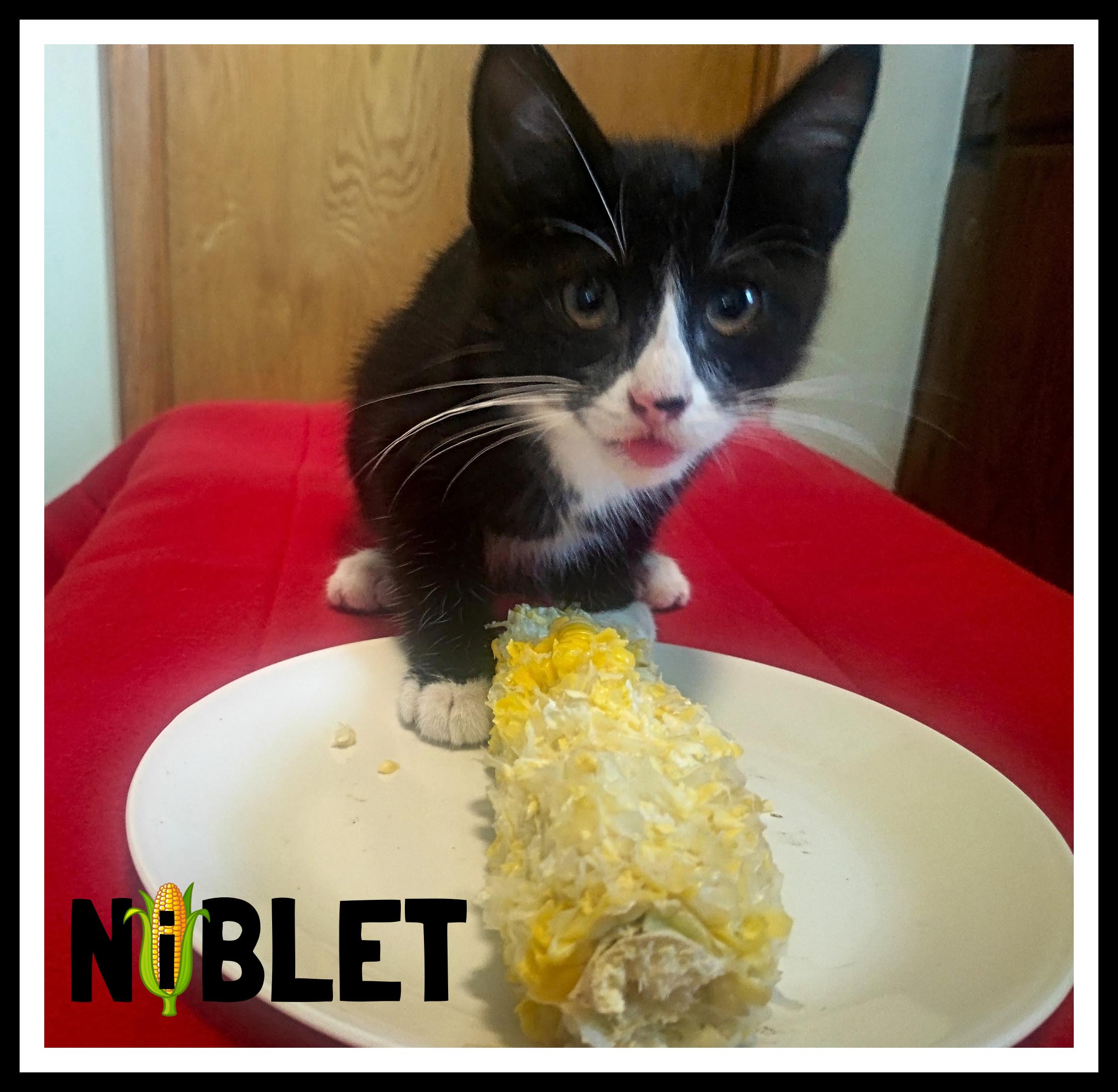 Enlarge Niblet, a Adoptable Domestic Medium Hair in Valley City, ND image 1/1