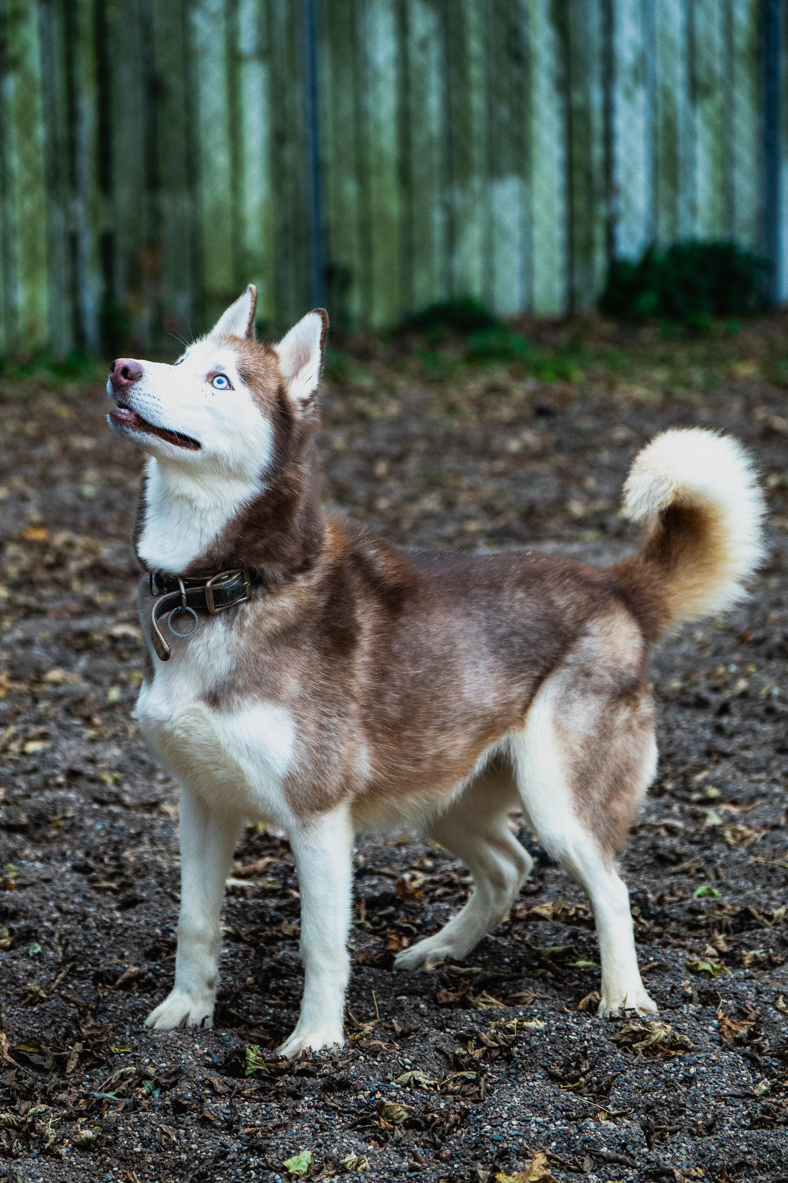 Avalanche, an adoptable Siberian Husky in Red Wing, MN image 3/5