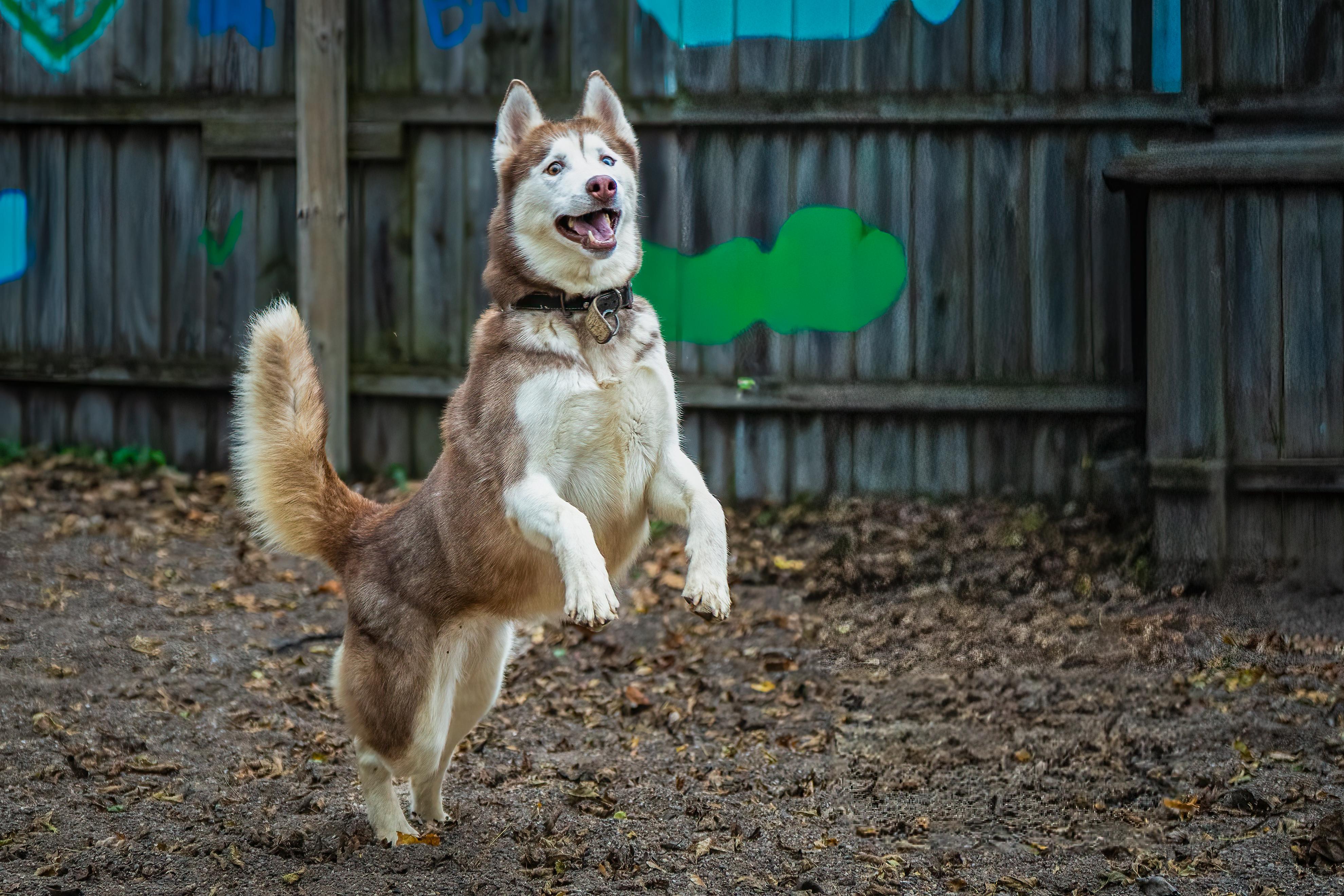 Avalanche, an adoptable Siberian Husky in Red Wing, MN image 2/5