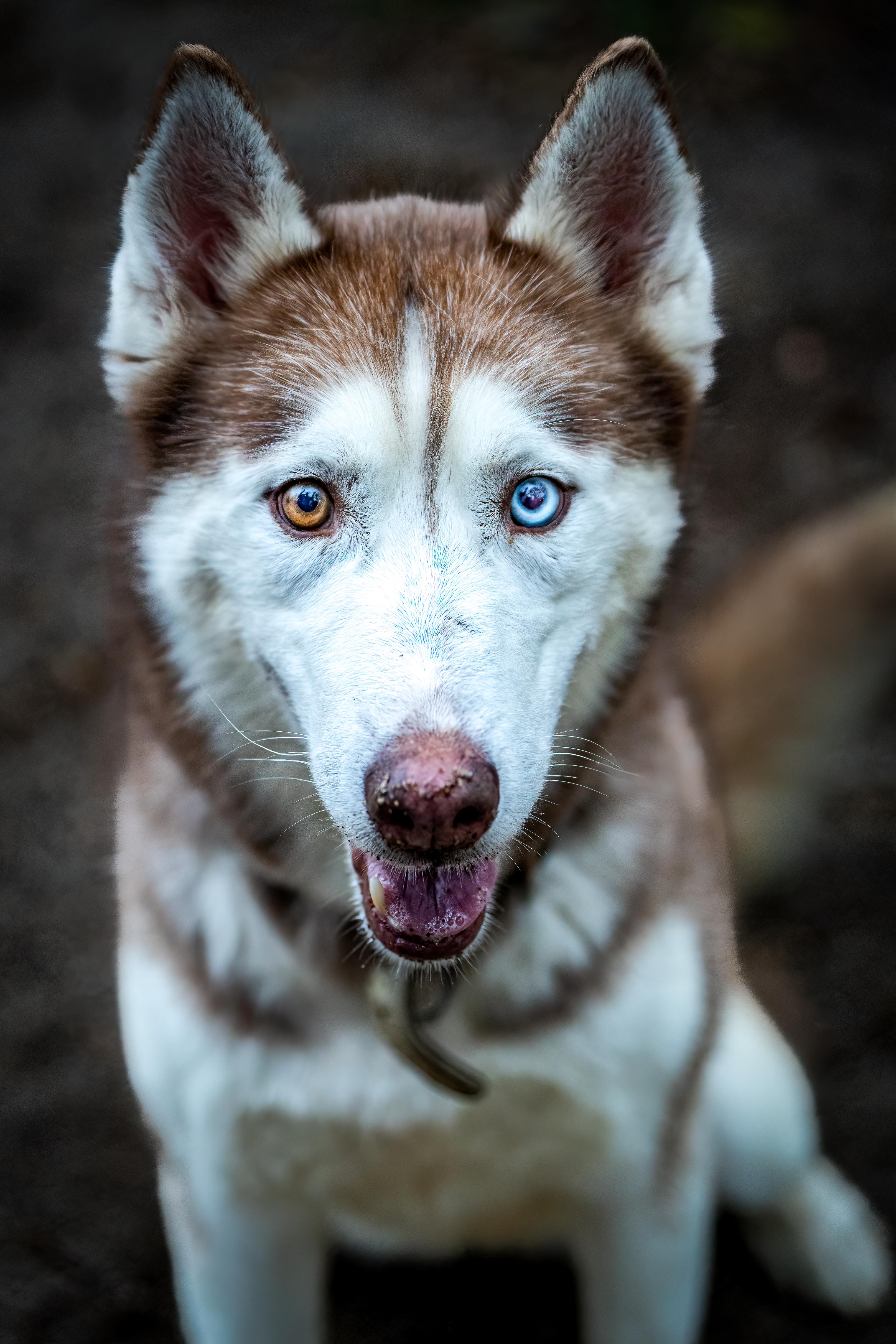 Avalanche, an adoptable Siberian Husky in Red Wing, MN image 1/5