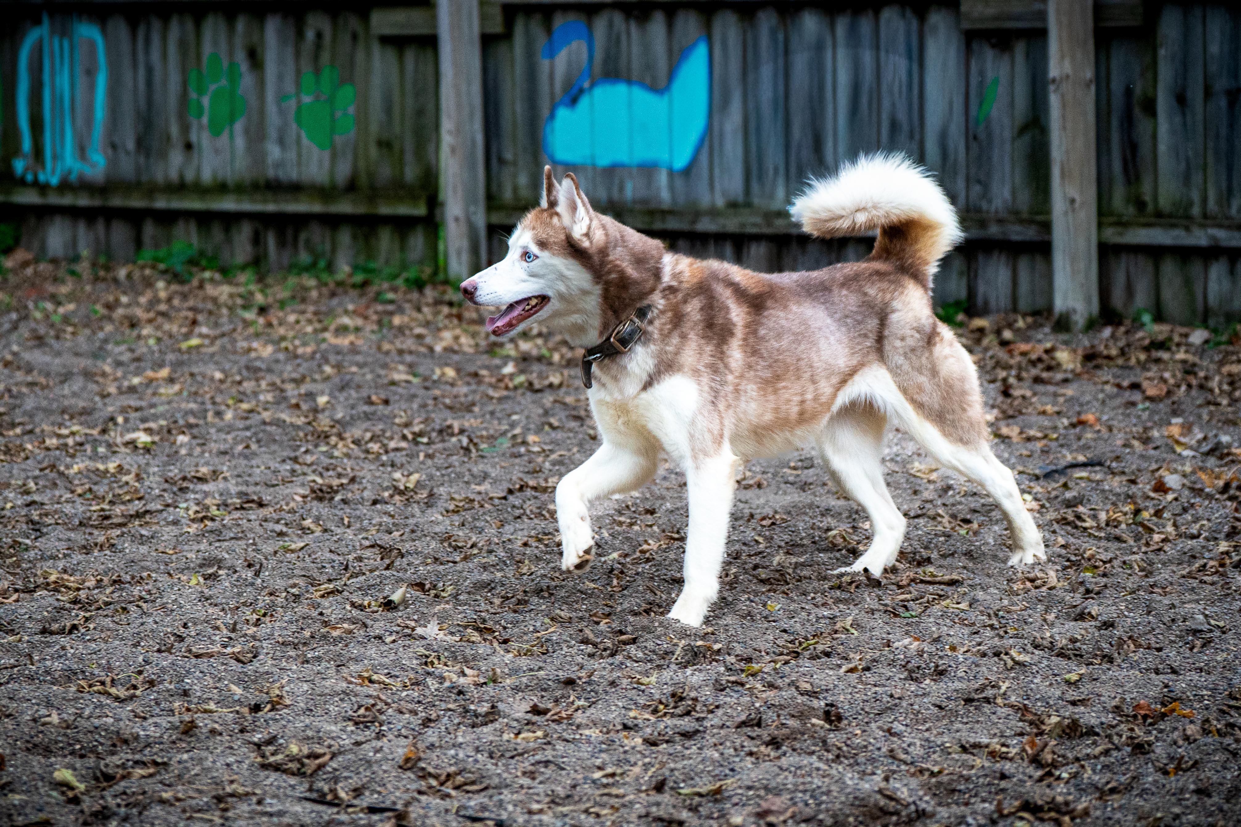 Avalanche, an adoptable Siberian Husky in Red Wing, MN image 5/5
