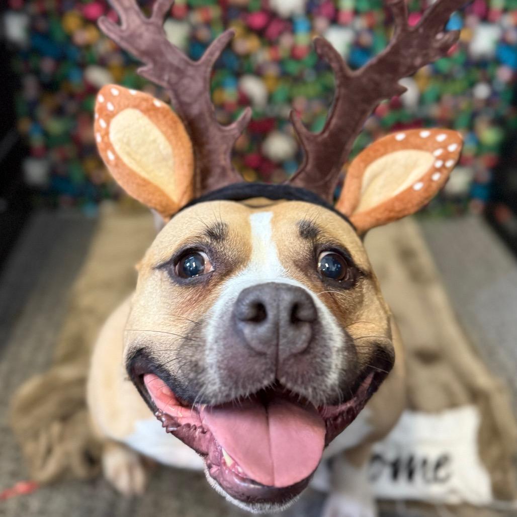 Enlarge Franny, a Adoptable Mixed Breed in Chester, PA image 1/6