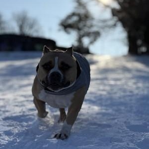 Enlarge Franny, a Adoptable Mixed Breed in Chester, PA image 2/6