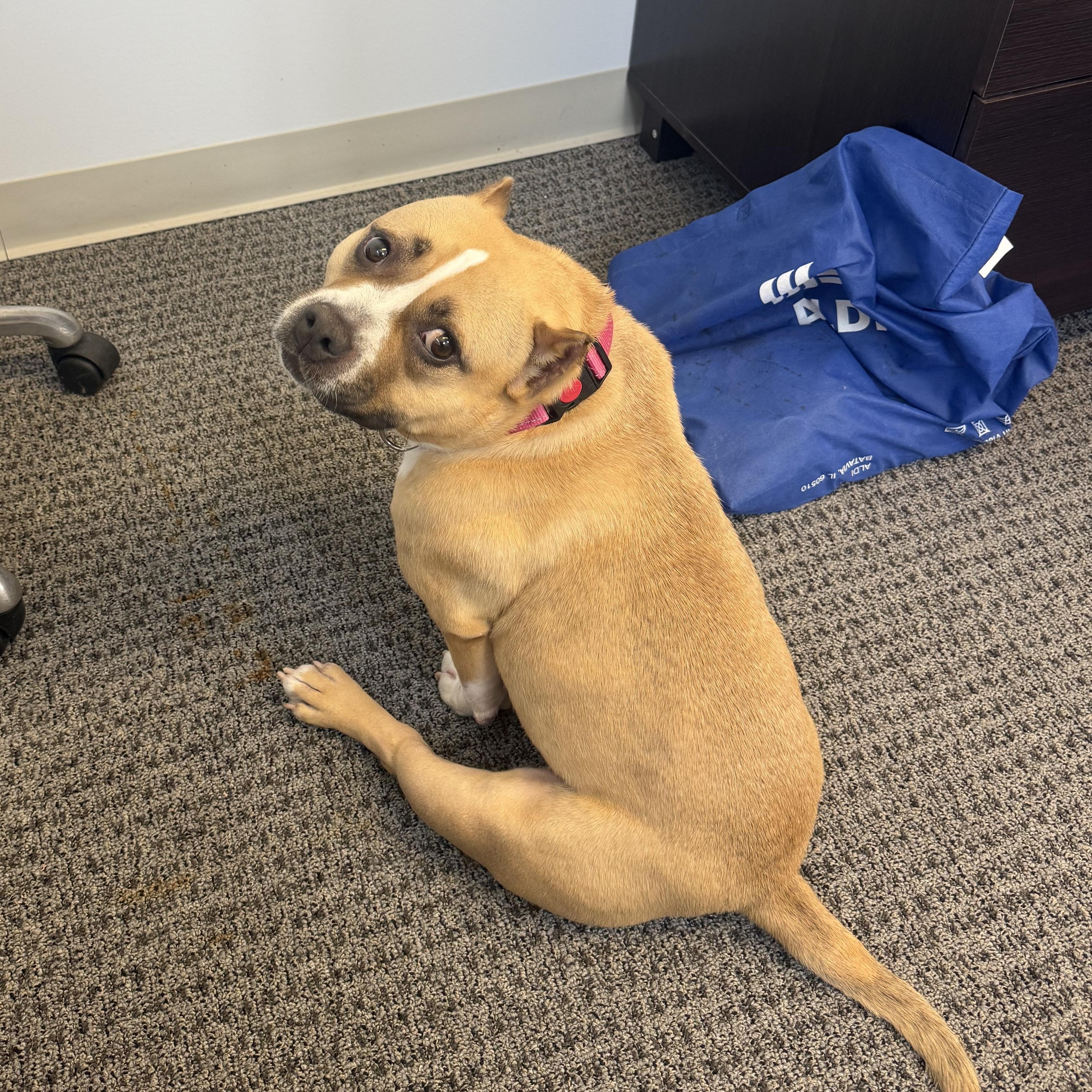 Enlarge Franny, a Adoptable Mixed Breed in Chester, PA image 4/6