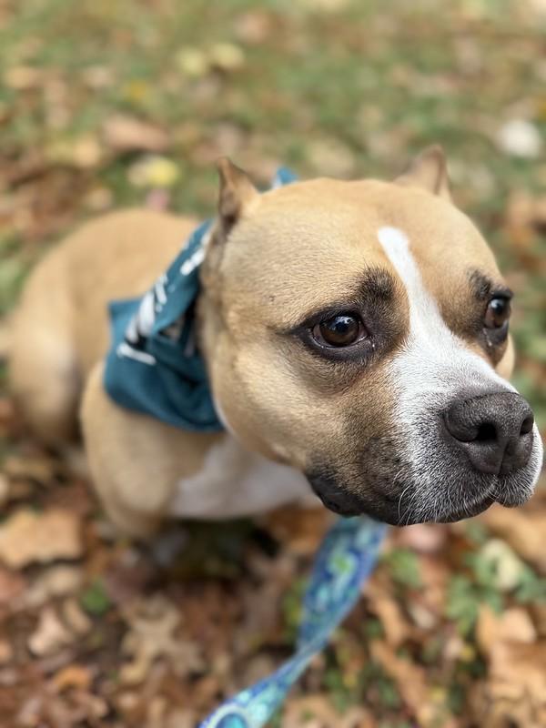 Enlarge Franny, a Adoptable Mixed Breed in Chester, PA image 3/6