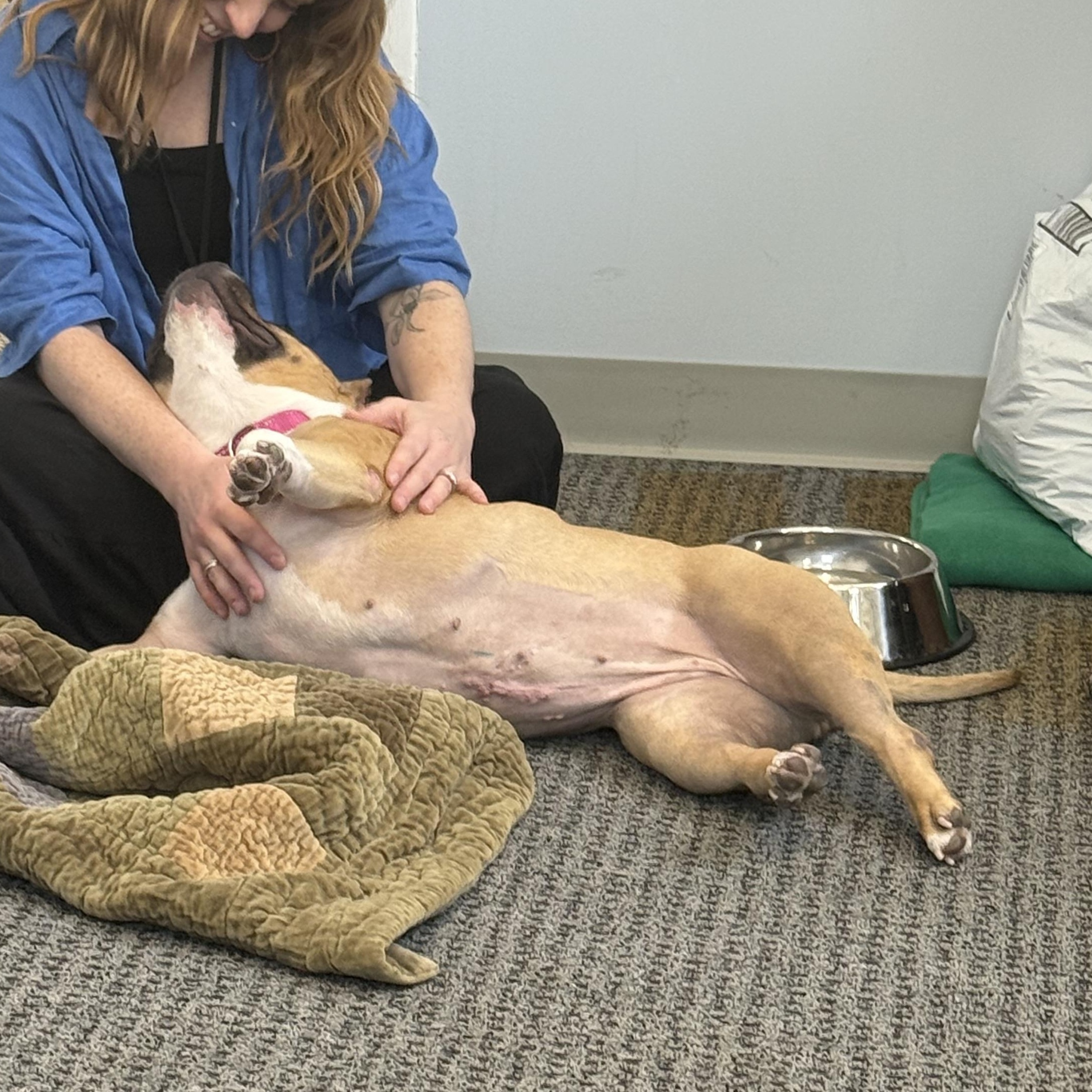 Enlarge Franny, a Adoptable Mixed Breed in Chester, PA image 5/6