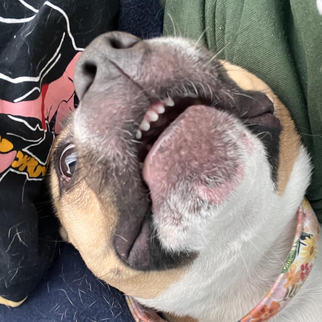 Enlarge Franny, a Adoptable Mixed Breed in Chester, PA image 6/6