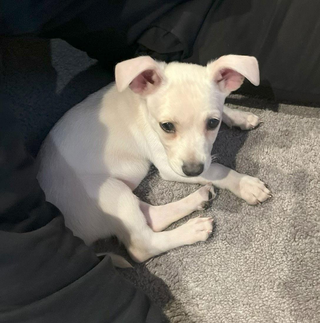 Ruby Sue, Adopted, Puppy Female Mixed Breed.