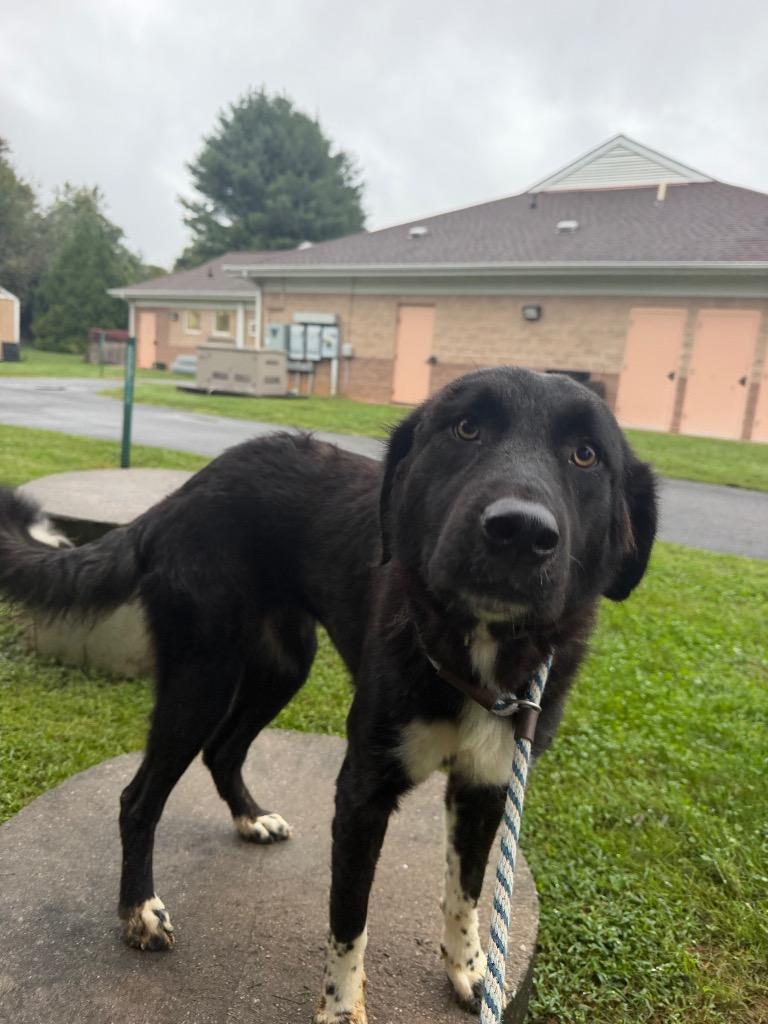 Enlarge Kiwi, a Adopted mixed breed in Culpeper, VA image 1/1