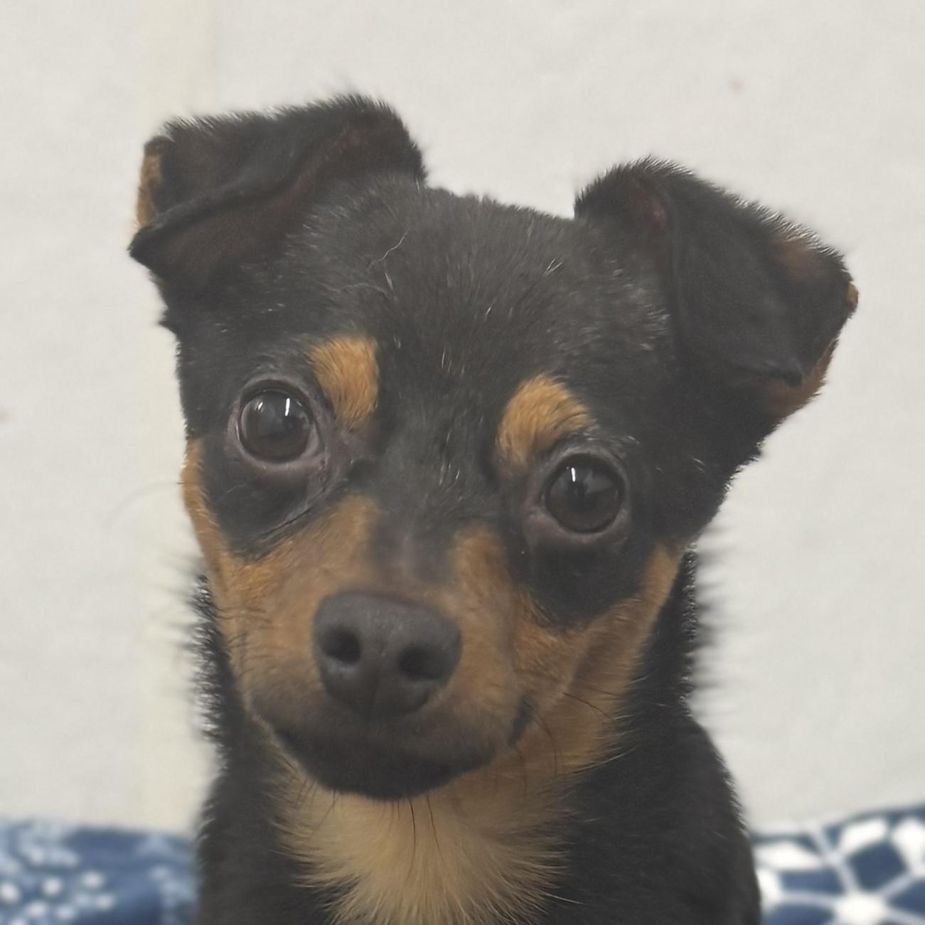 Brixon, adopted, Young Male Chihuahua.
