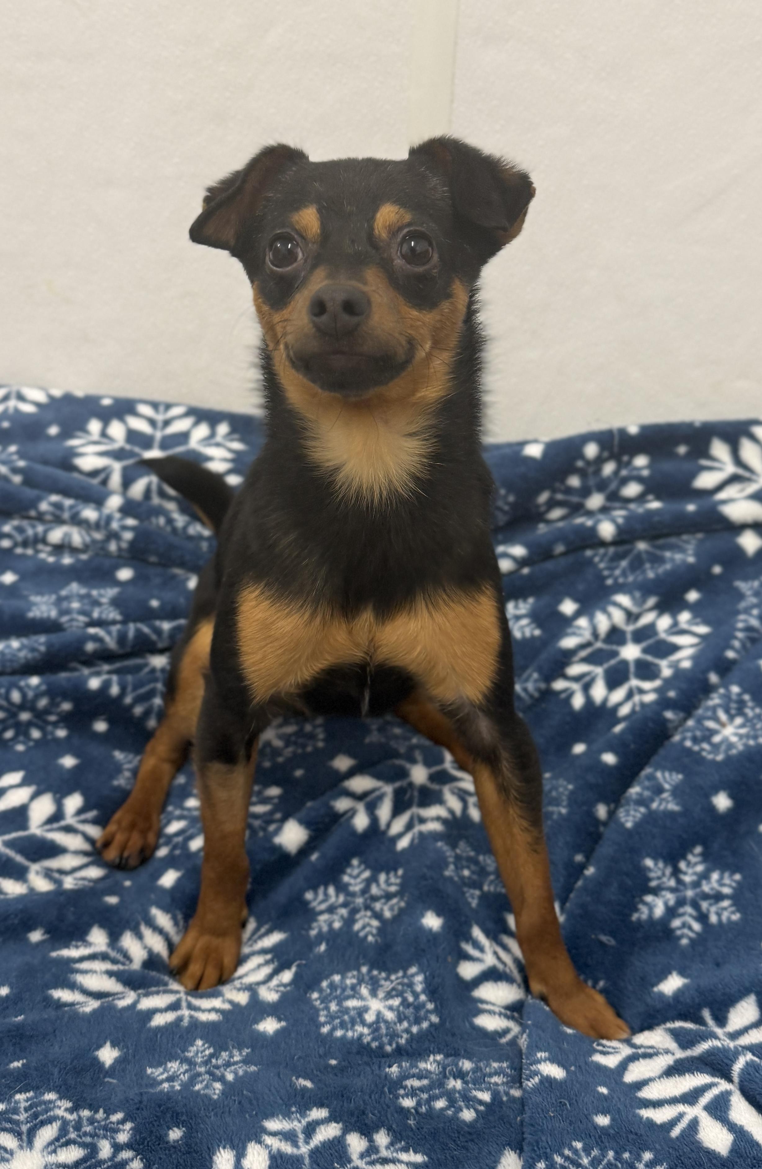 Brixon, an adopted Chihuahua in Auburn, NE image 3/4