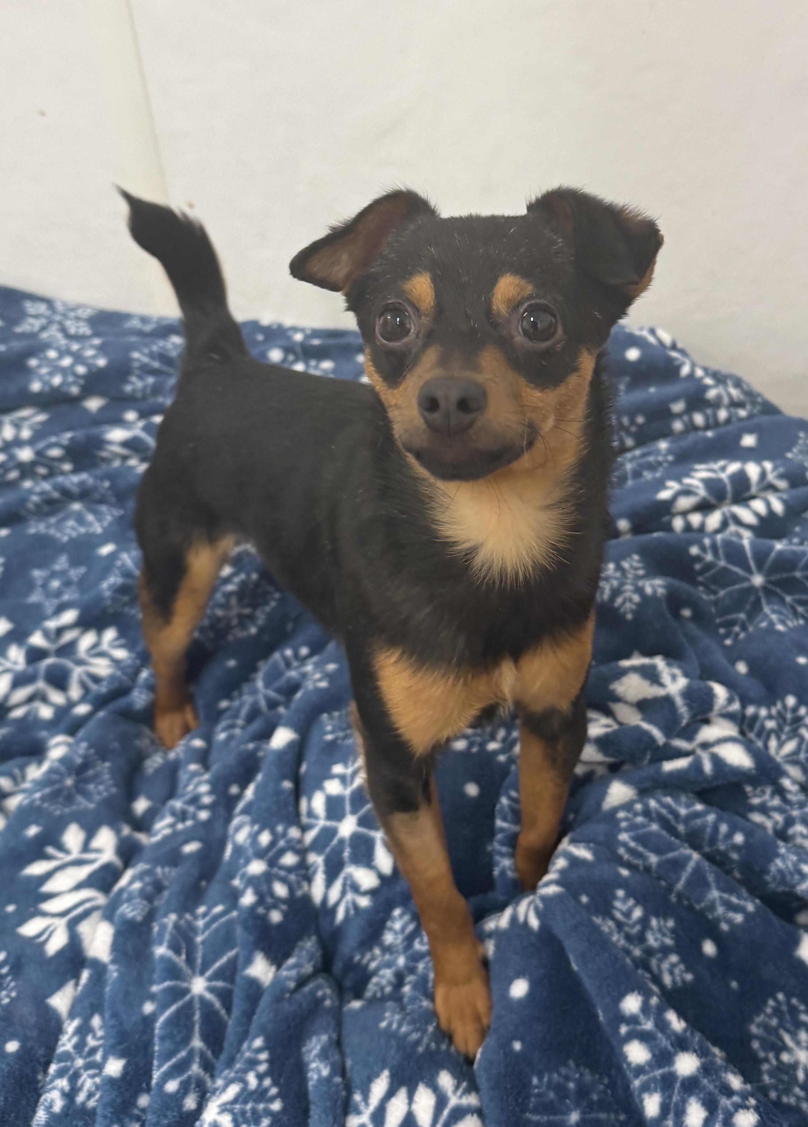 Brixon, an adopted Chihuahua in Auburn, NE image 2/4