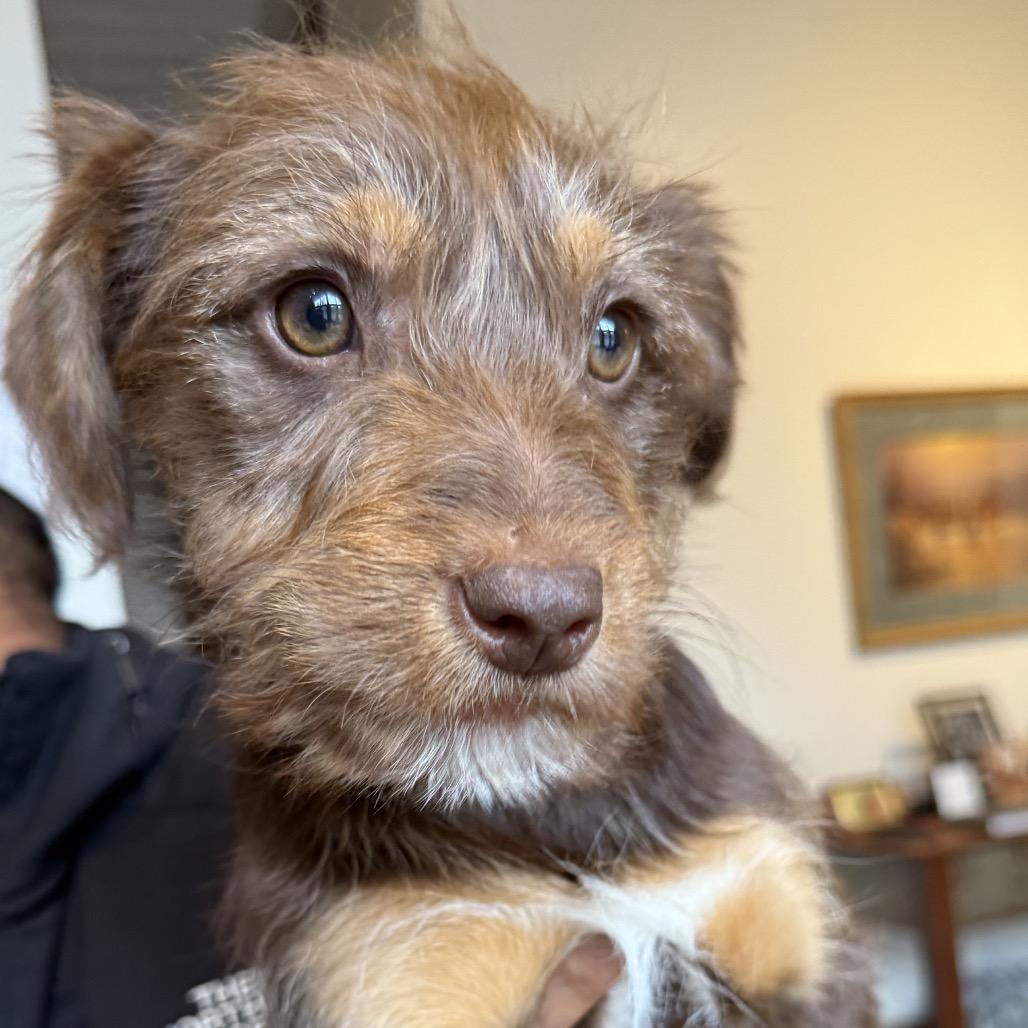 Brady Bunch Pup: Bobby