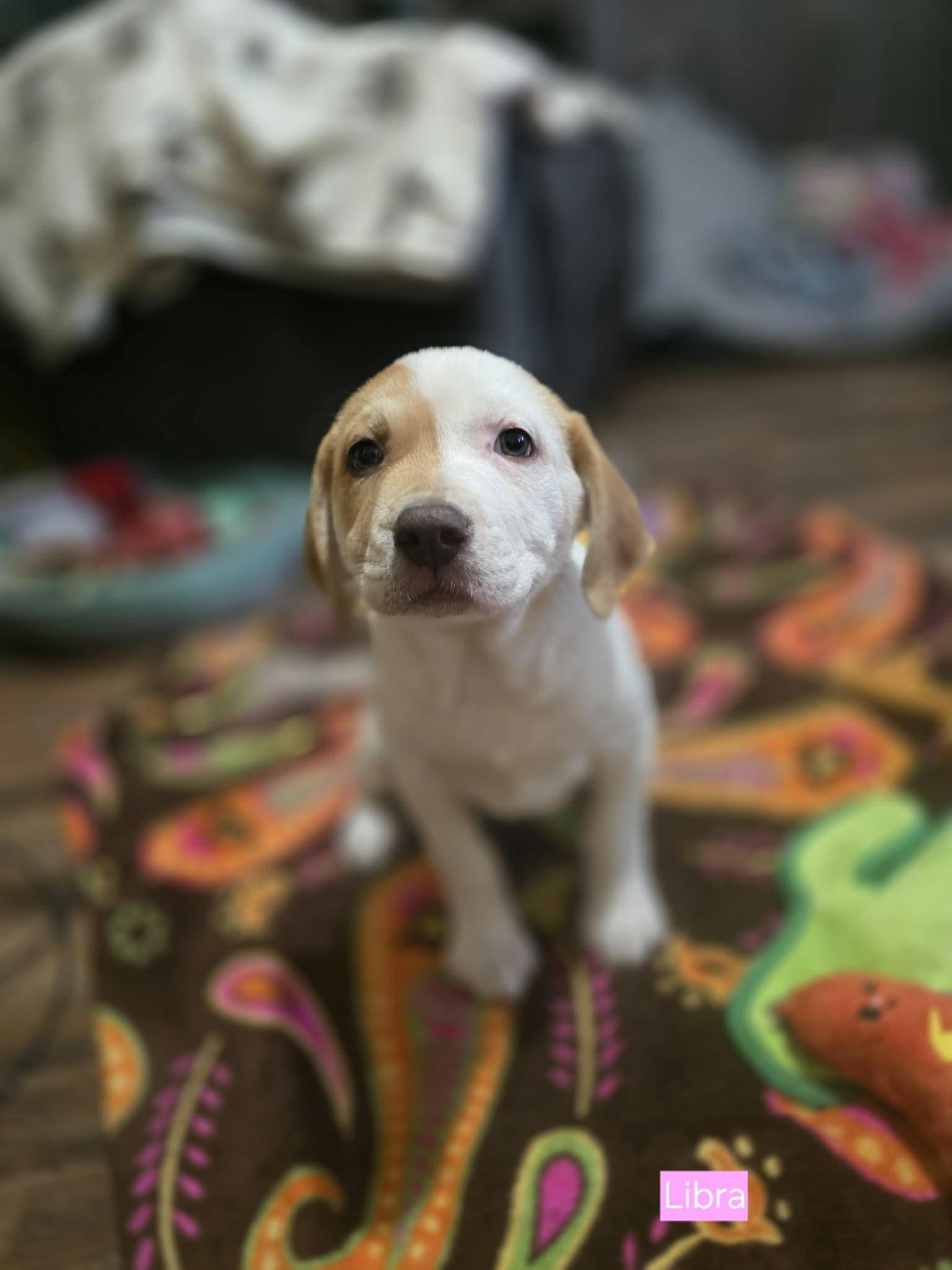 Libra, an adopted mixed breed in Chepachet, RI image 5/6