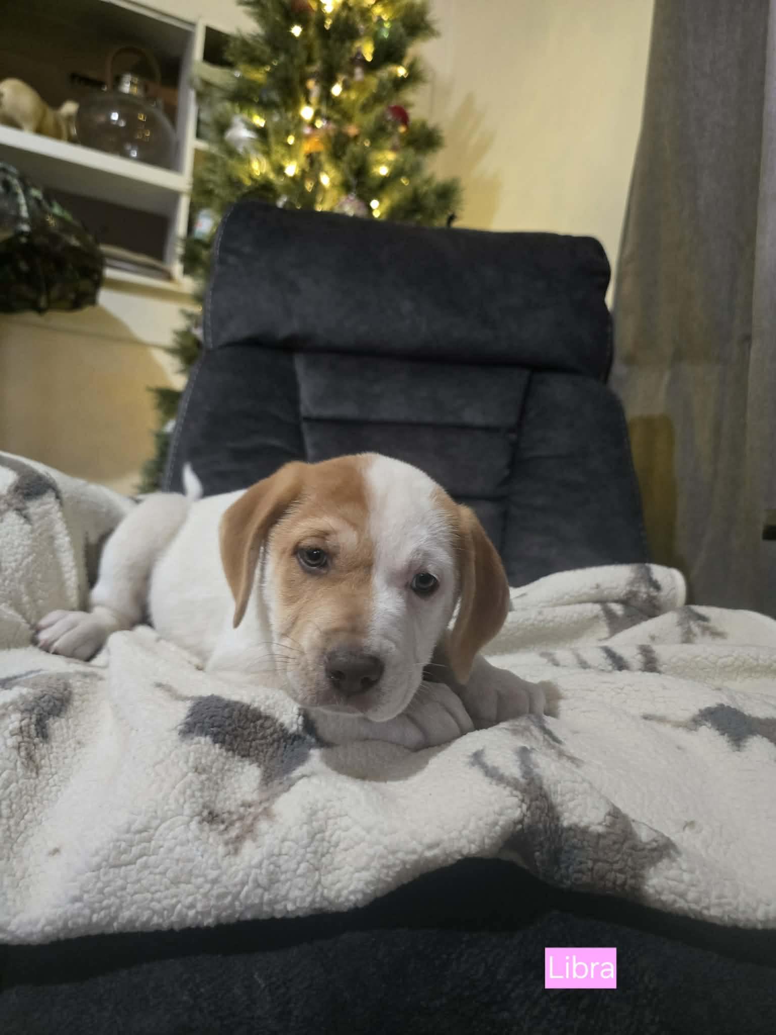 Libra, an adopted mixed breed in Chepachet, RI image 3/6