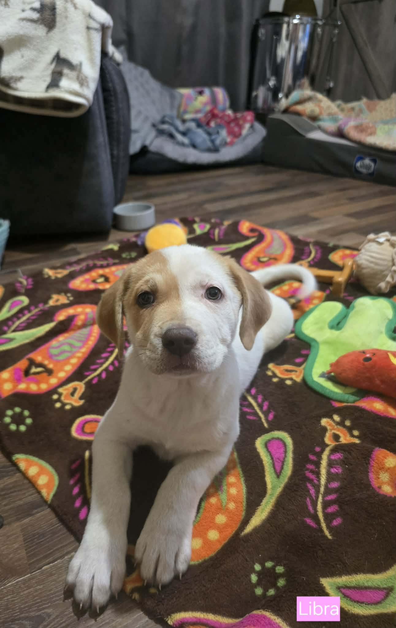 Libra, an adopted mixed breed in Chepachet, RI image 6/6