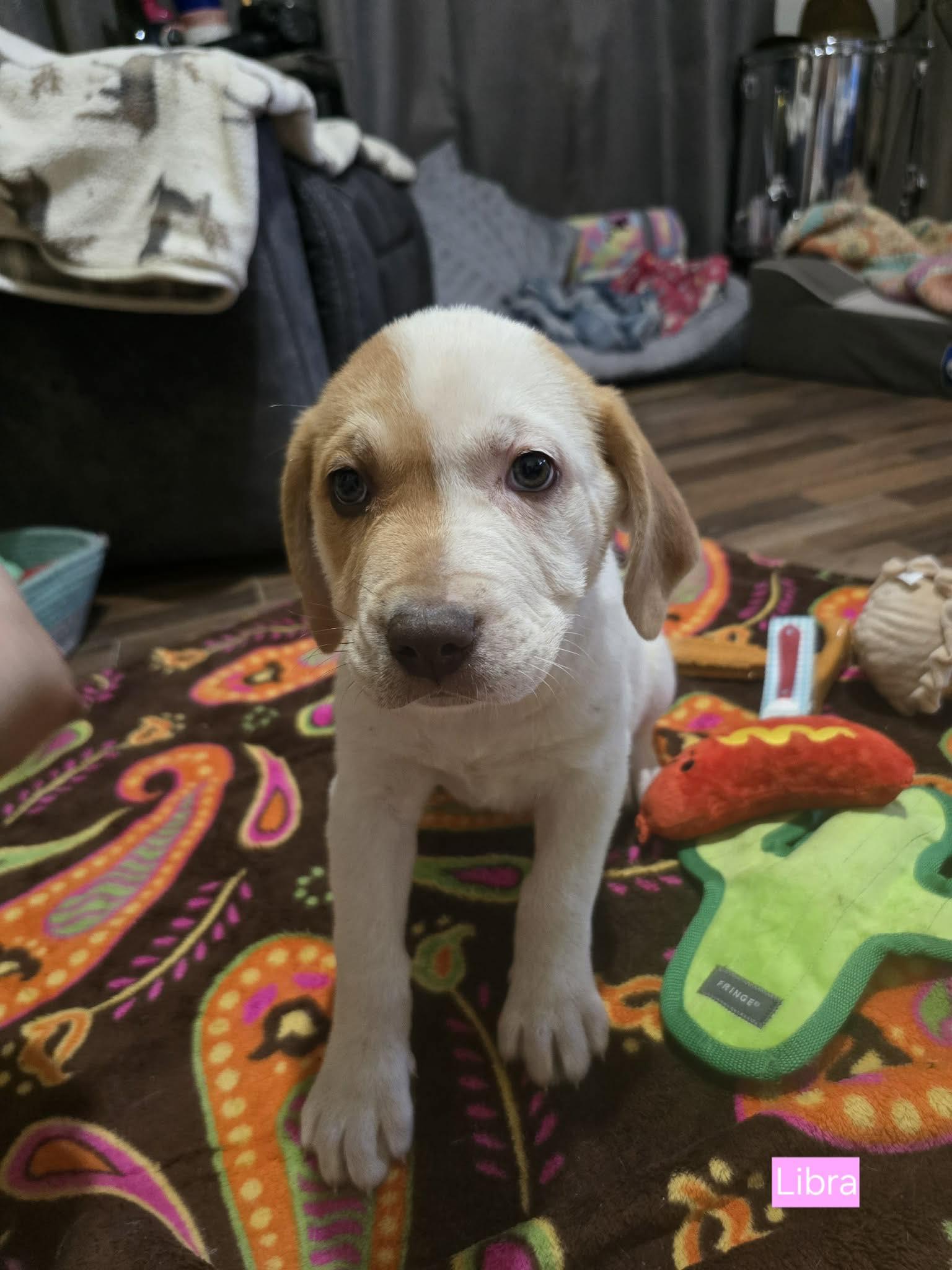 Libra, adopted, Puppy Female Labrador Retriever.