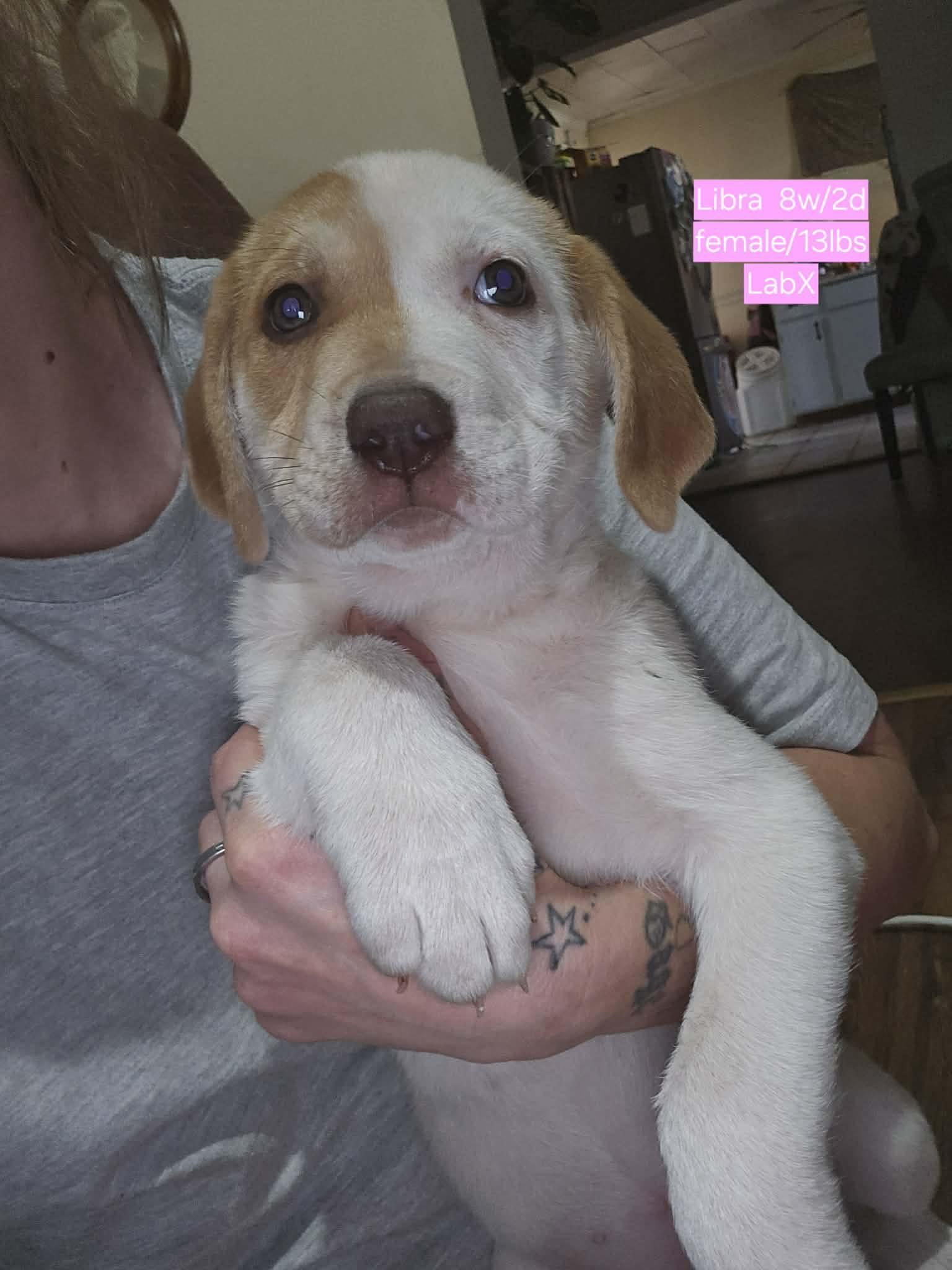 Libra, an adopted mixed breed in Chepachet, RI image 2/6