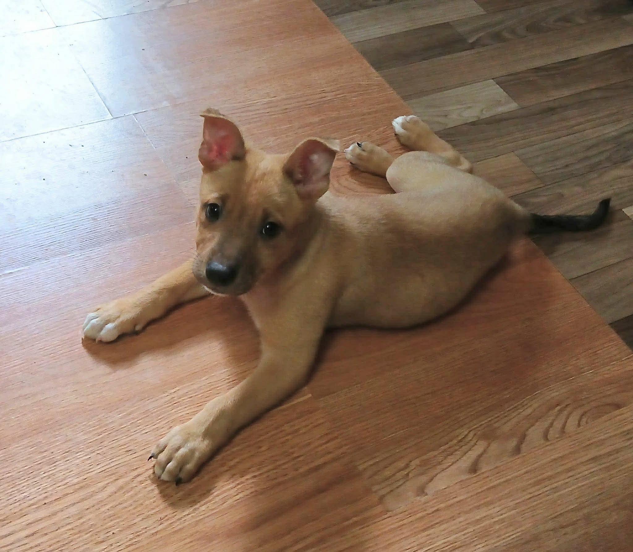 Sherman, a Adoptable mixed breed in Smithfield, RI image 6/6