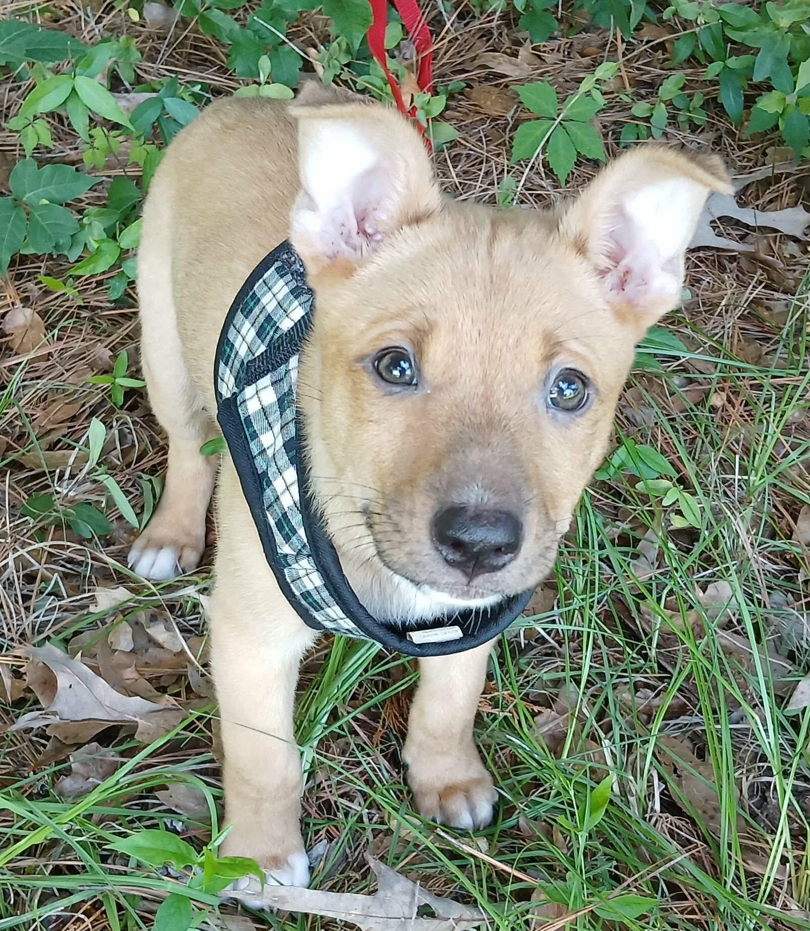 Sherman, Adoptable, Puppy Male American Bully.