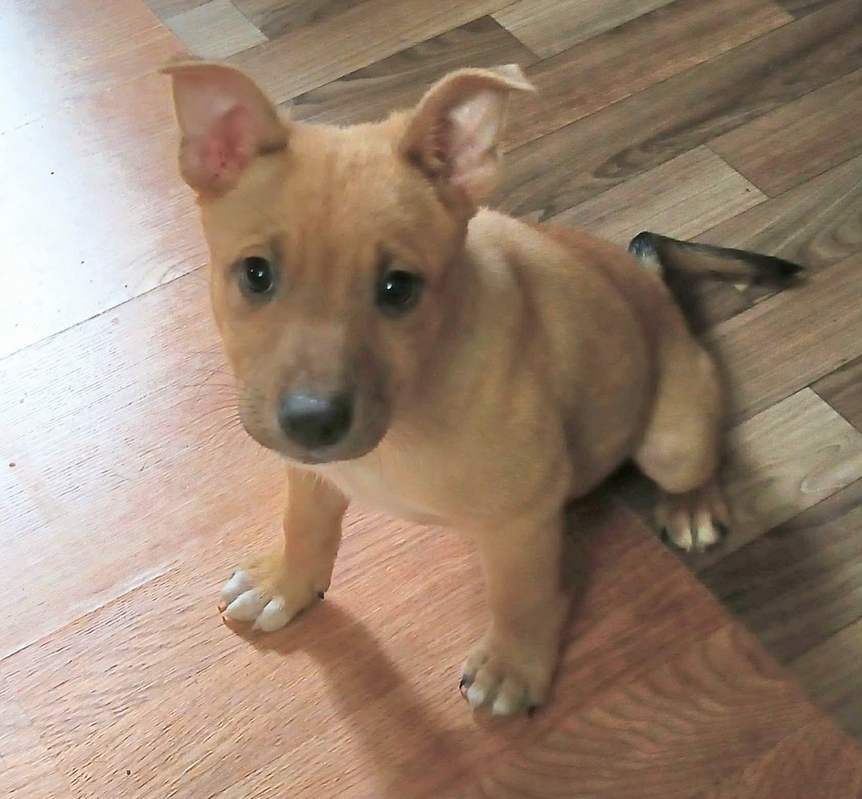 Sherman, a Adoptable mixed breed in Smithfield, RI image 5/6