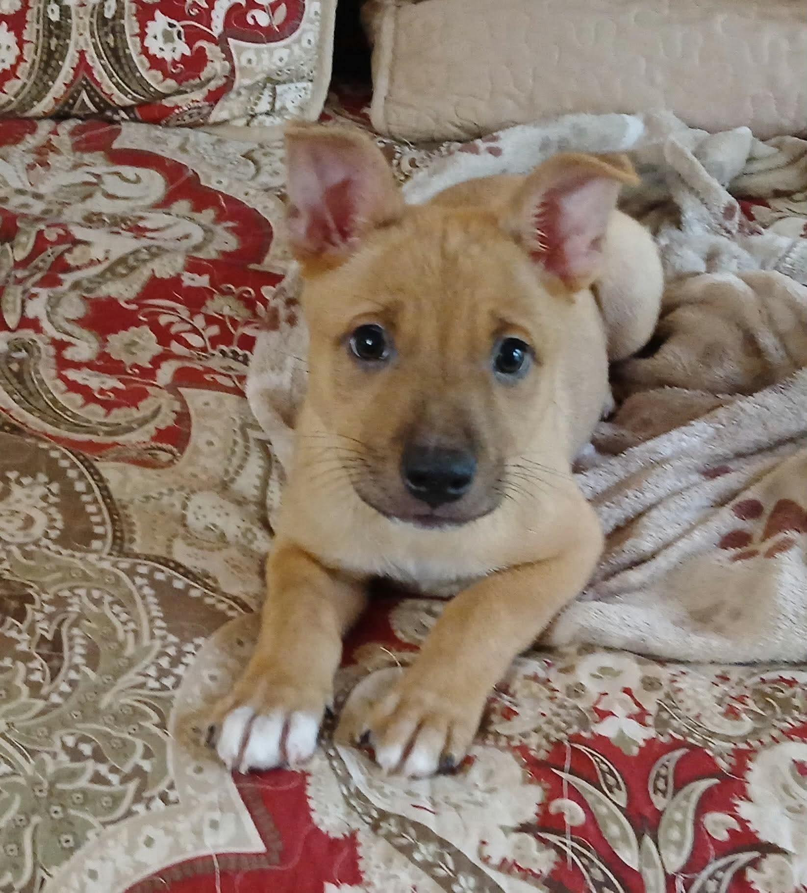 Sherman, a Adoptable mixed breed in Smithfield, RI image 2/6