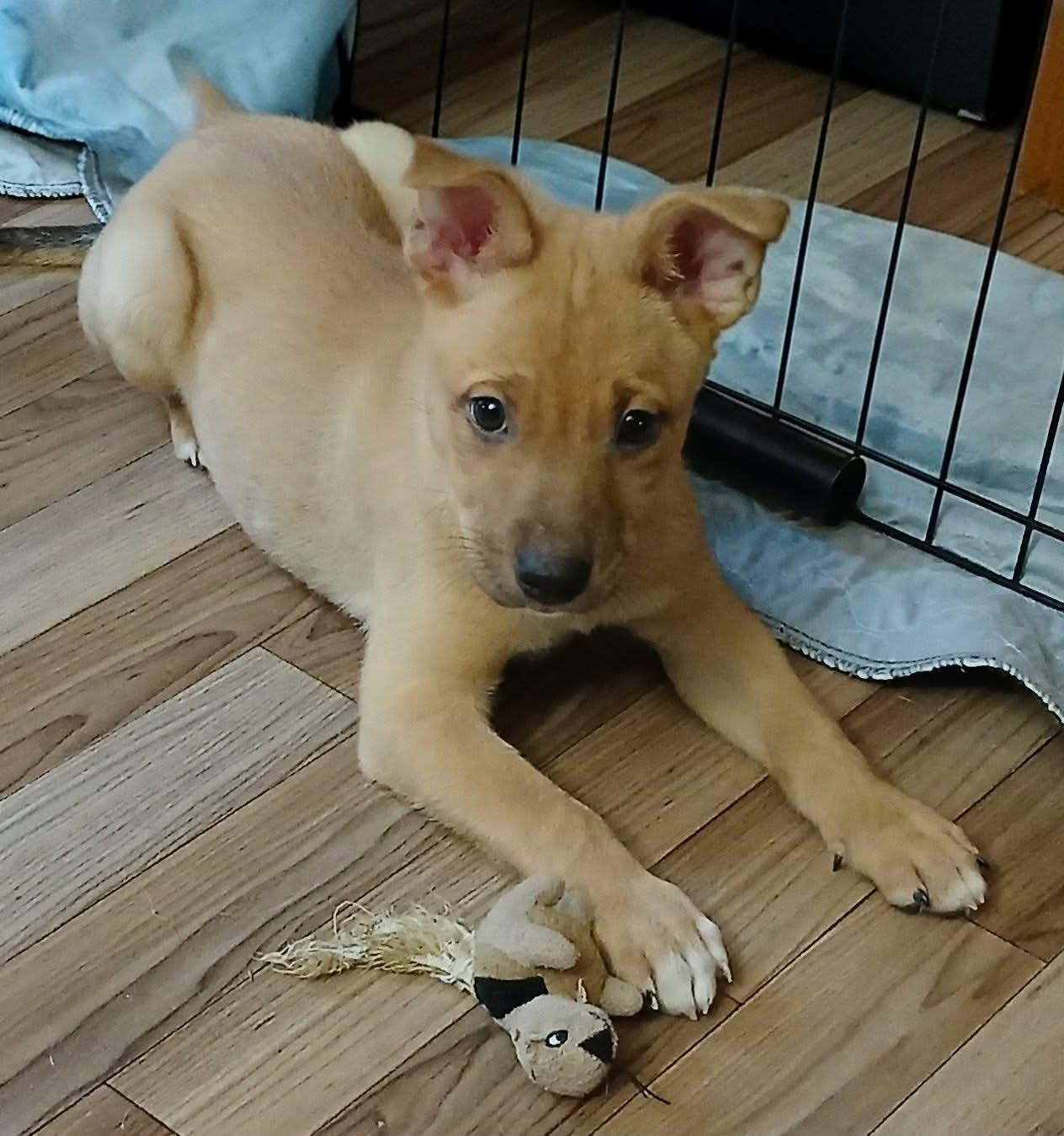 Sherman, a Adoptable mixed breed in Smithfield, RI image 3/6