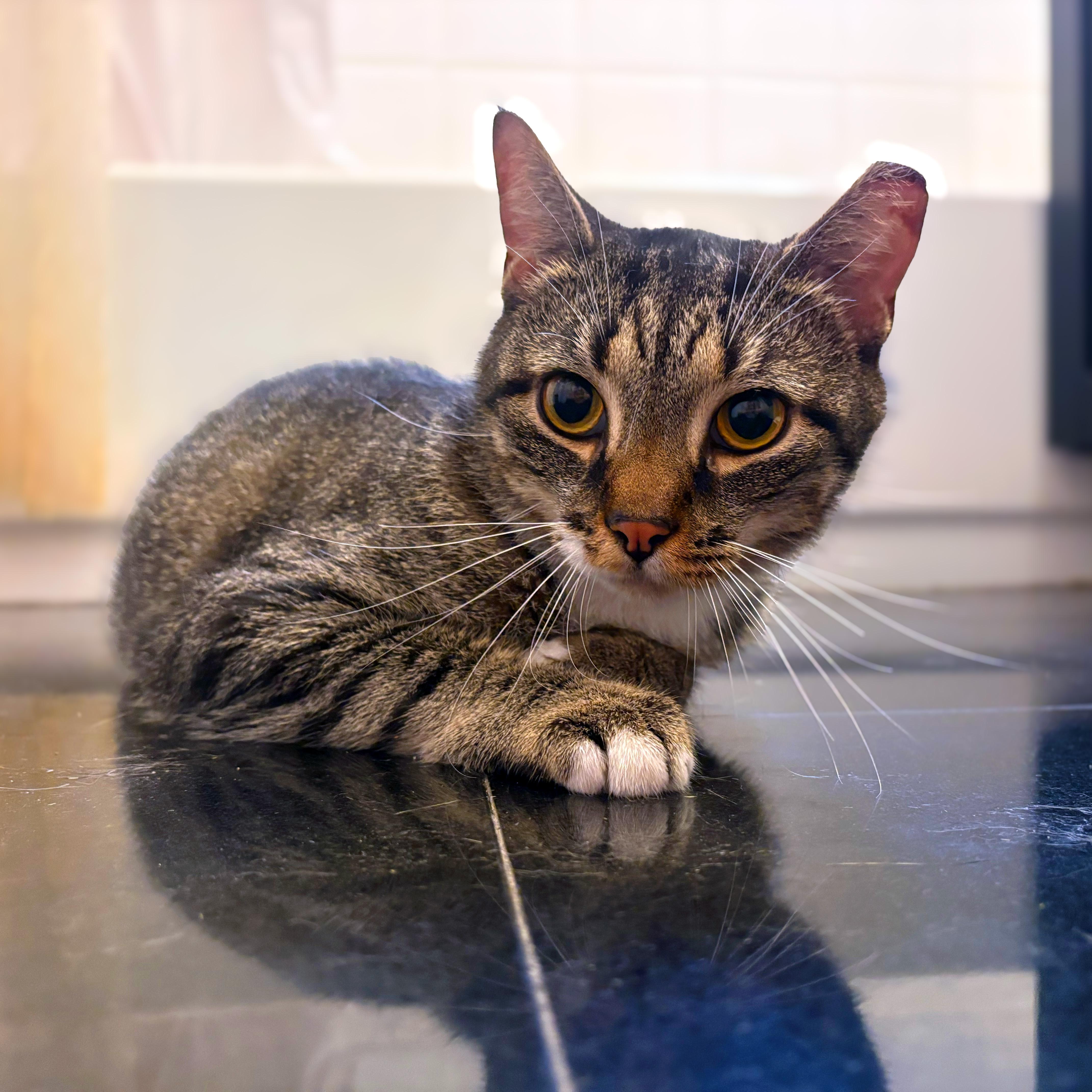 Cooper, a ADOPTABLE American Shorthair in New York, NY image 1/6