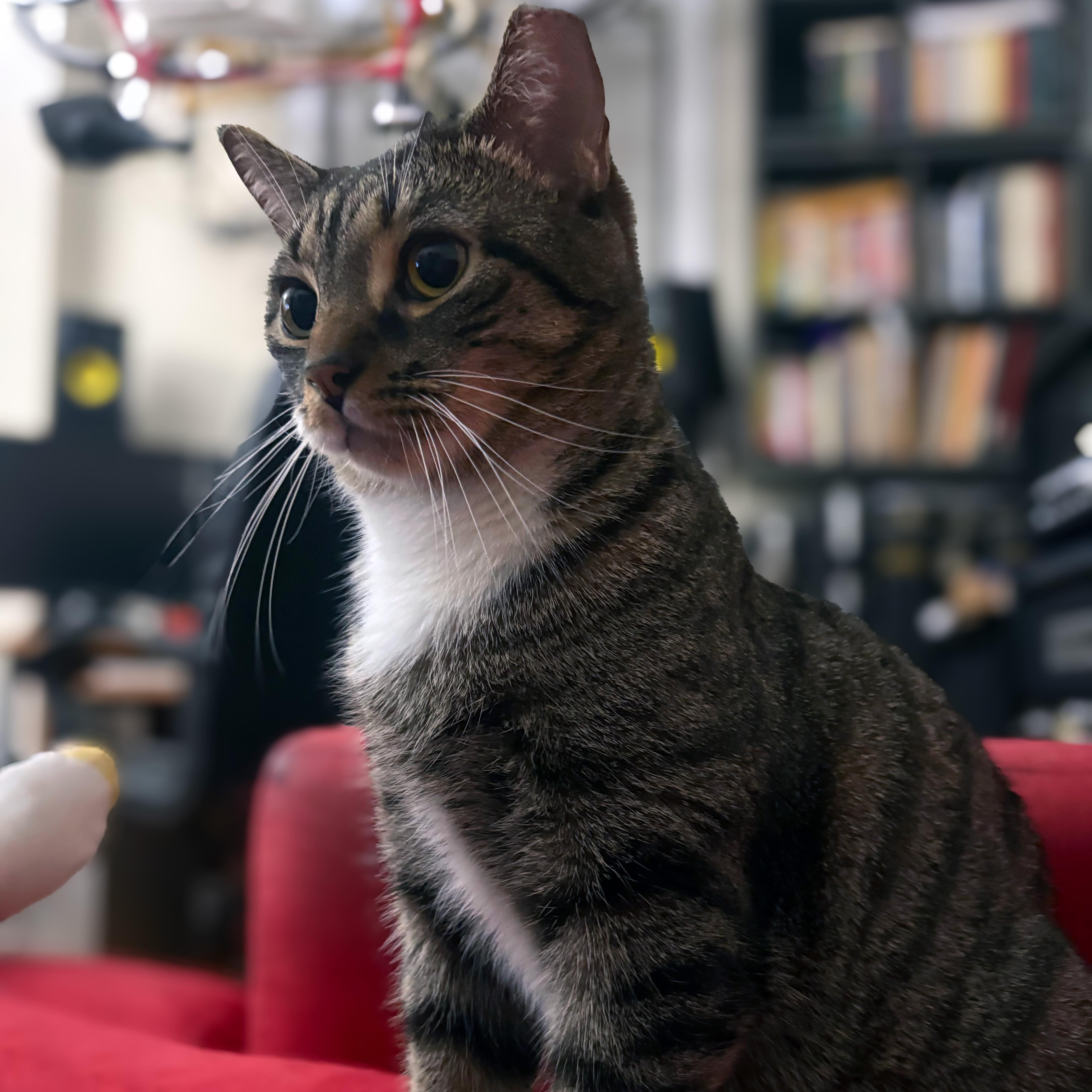 Cooper, a ADOPTABLE American Shorthair in New York, NY image 4/6