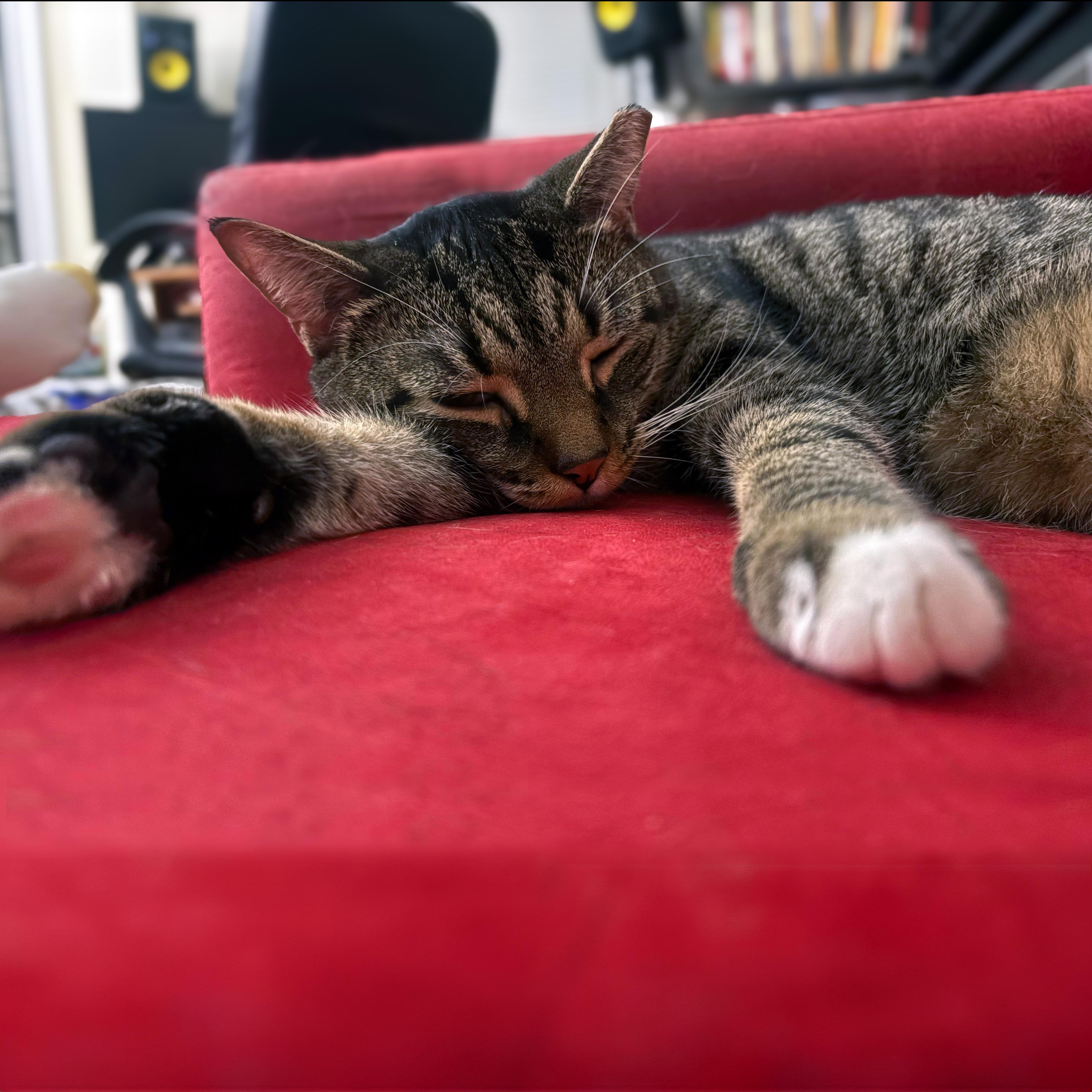 Cooper, a ADOPTABLE American Shorthair in New York, NY image 5/6