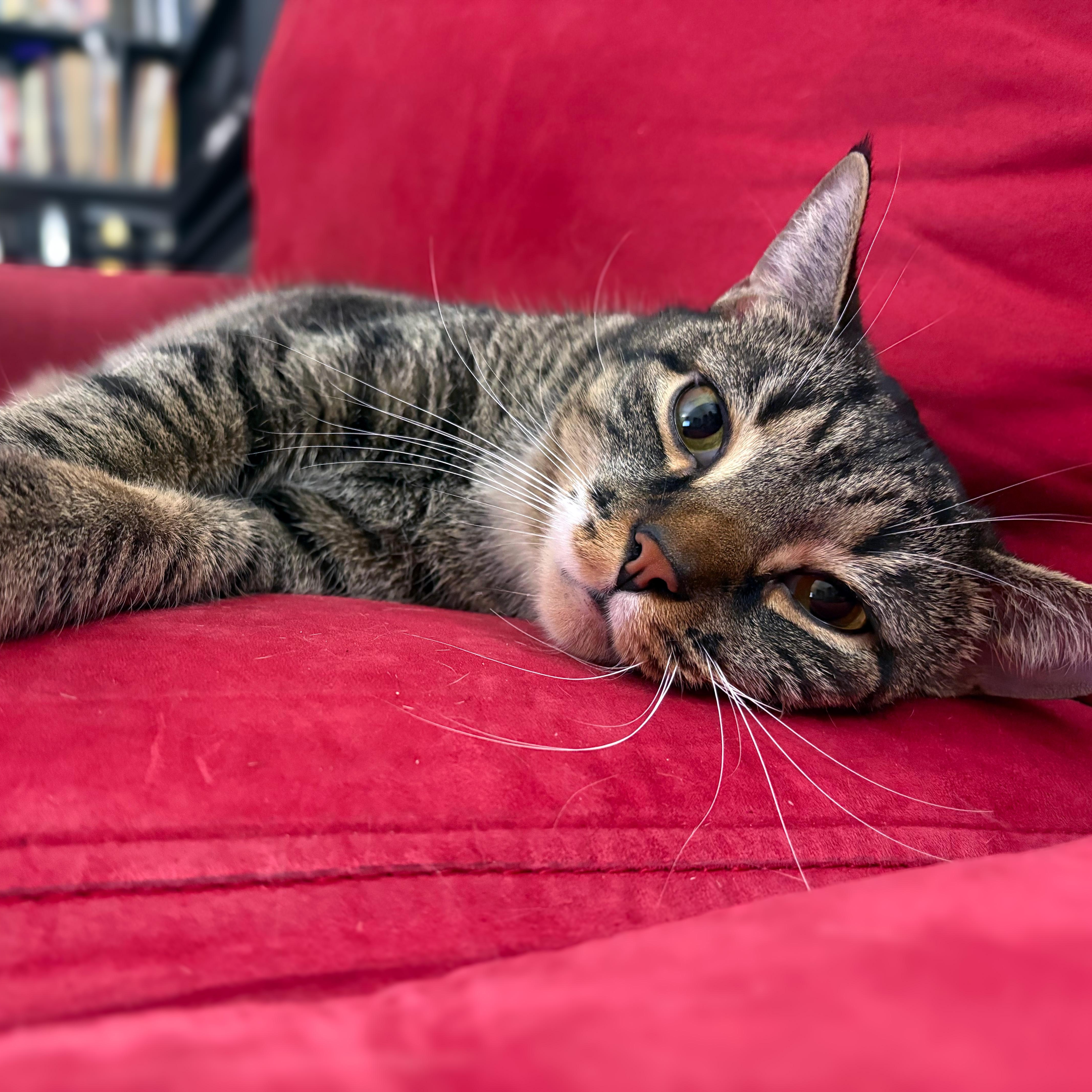 Cooper, a ADOPTABLE American Shorthair in New York, NY image 3/6