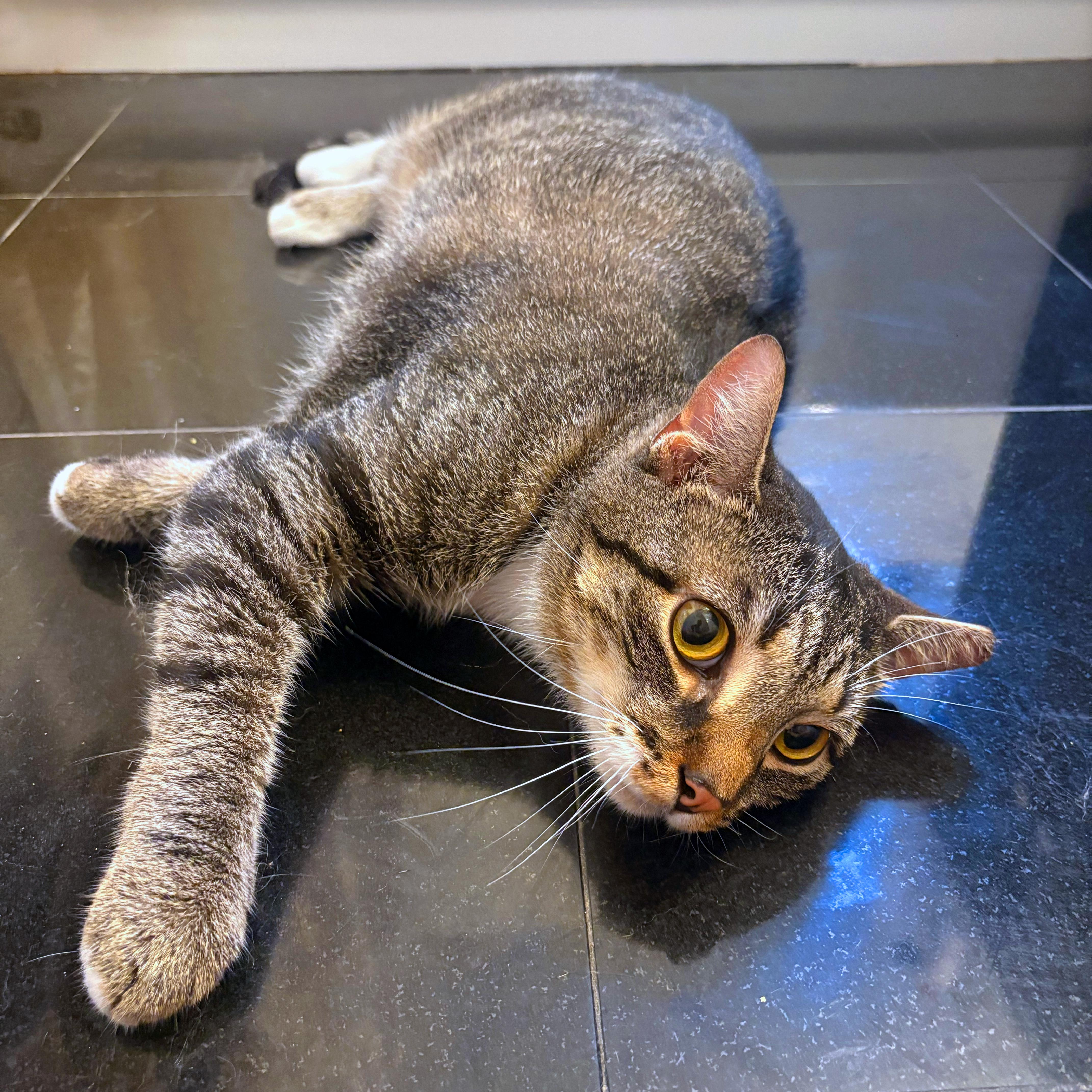 Cooper, a ADOPTABLE American Shorthair in New York, NY image 2/6