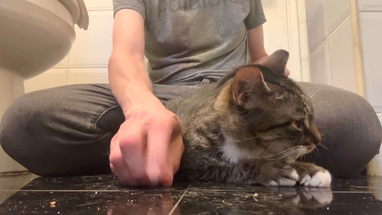 Enlarge Cooper, a ADOPTABLE American Shorthair in New York, NY video 6/6
