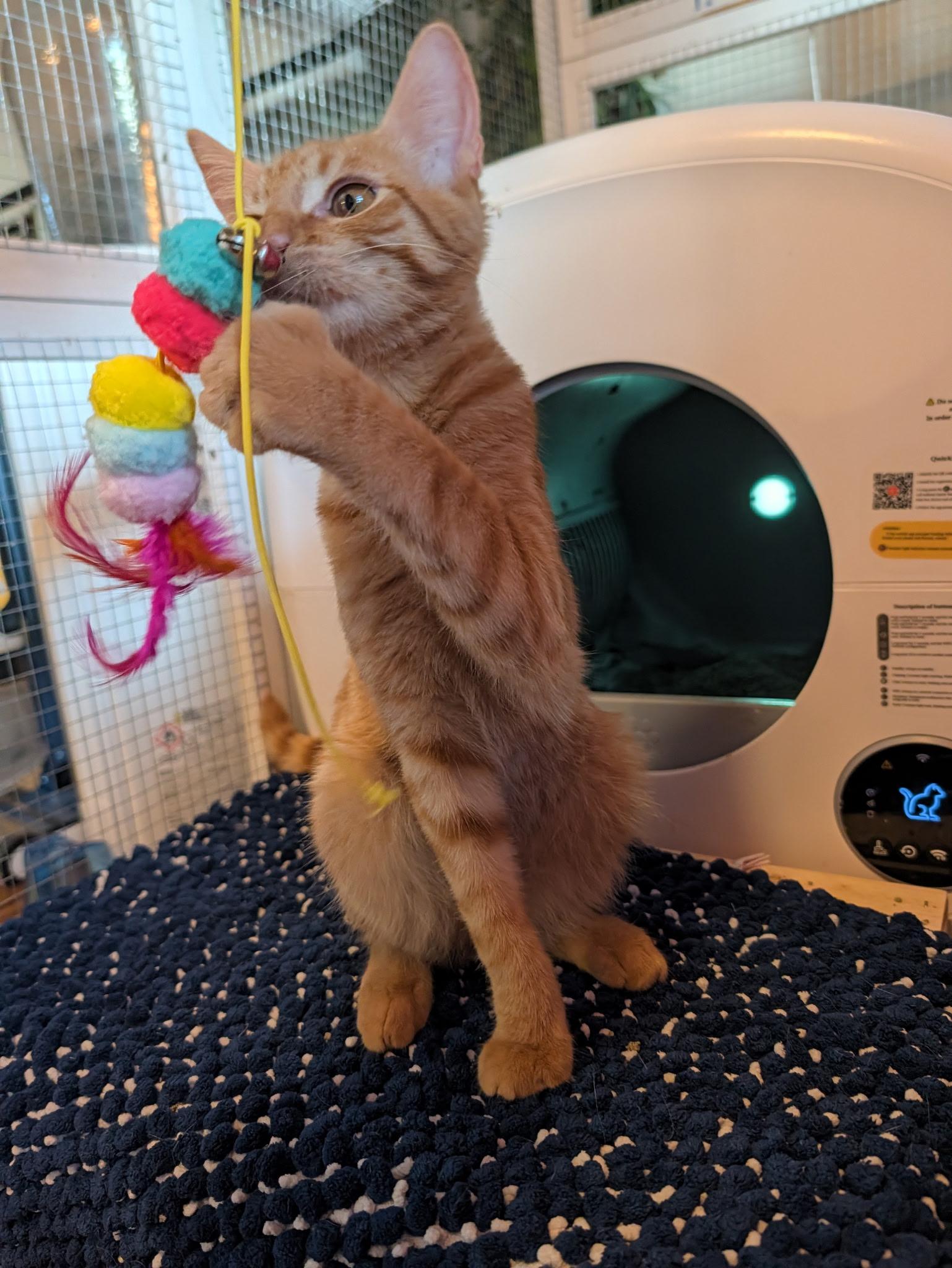 Enlarge Suave, a Adoptable Domestic Short Hair in Beaverton, OR image 2/2