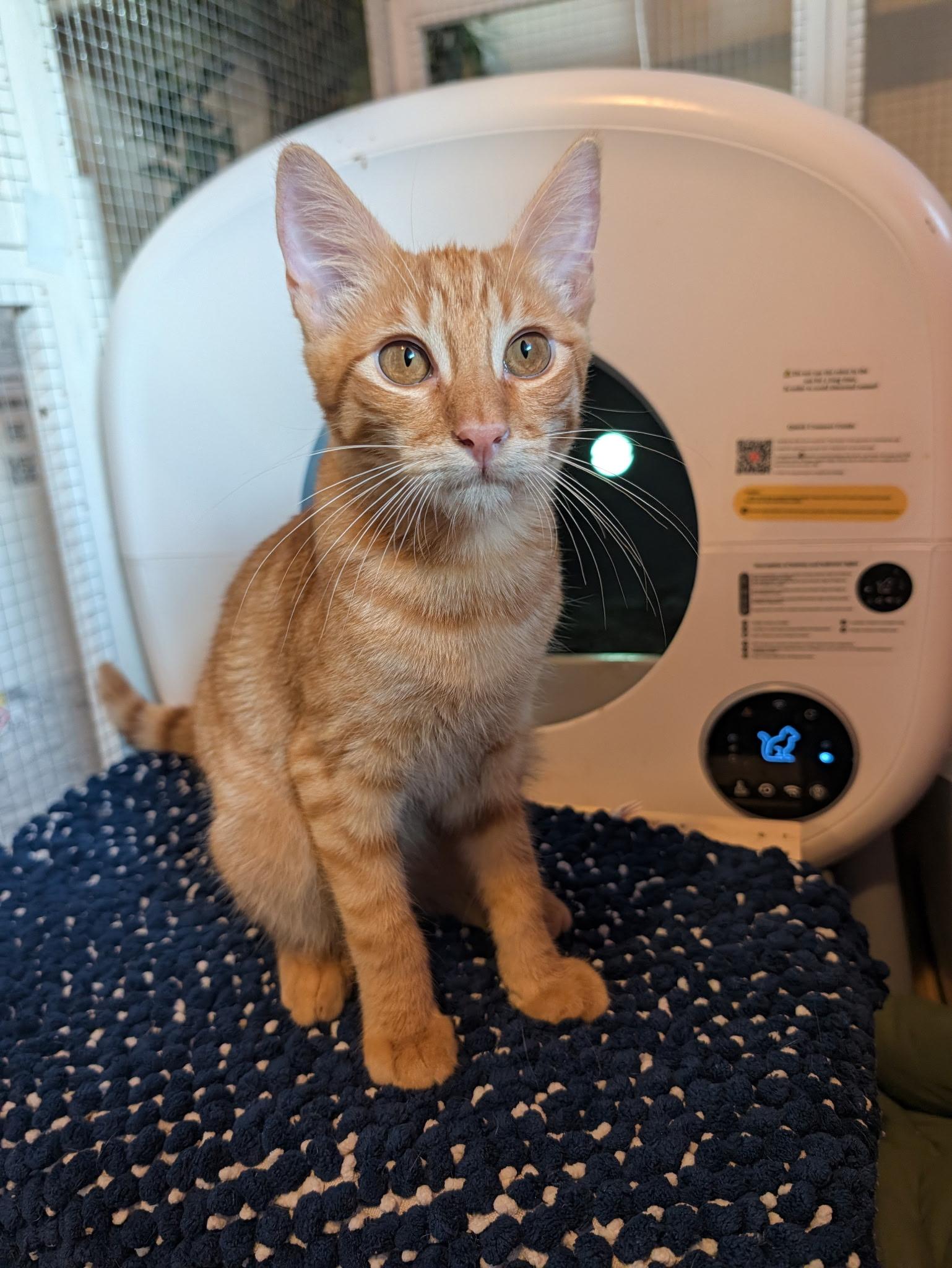 Suave, Adoptable, Kitten Male Domestic Short Hair.