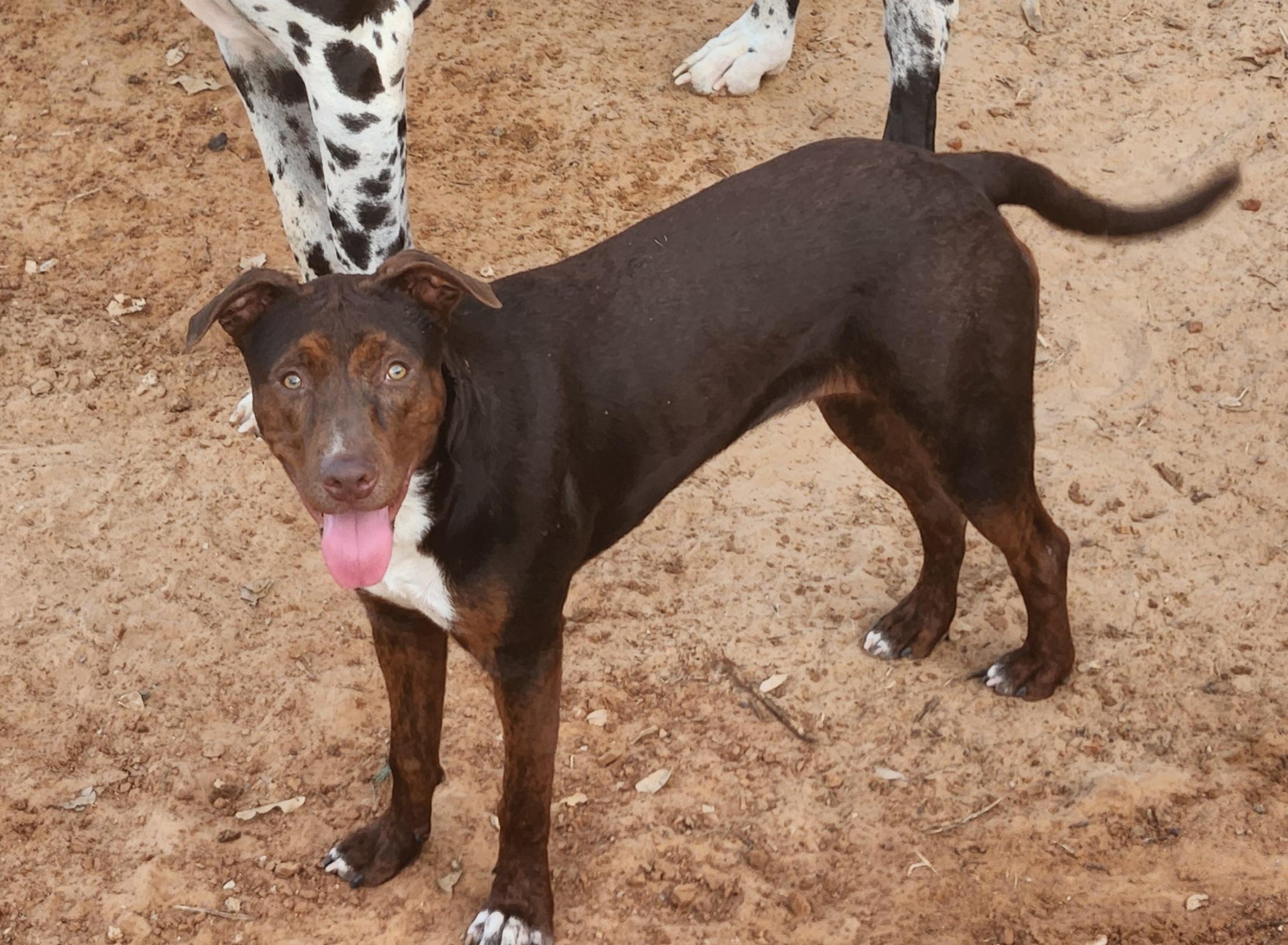 Enlarge Gator, a Adoptable mixed breed in Springtown, TX image 2/2