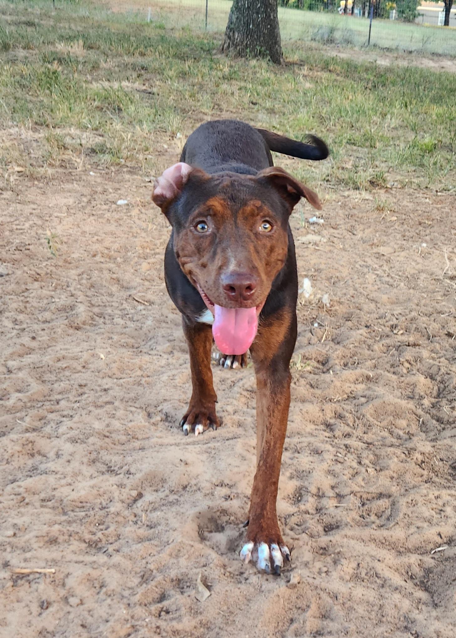 Gator, Adoptable, Adult Female Doberman Pinscher.