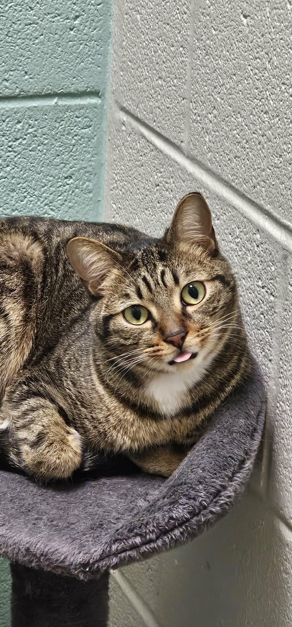 Patricia, ADOPTABLE, Adult Female Domestic Short Hair.