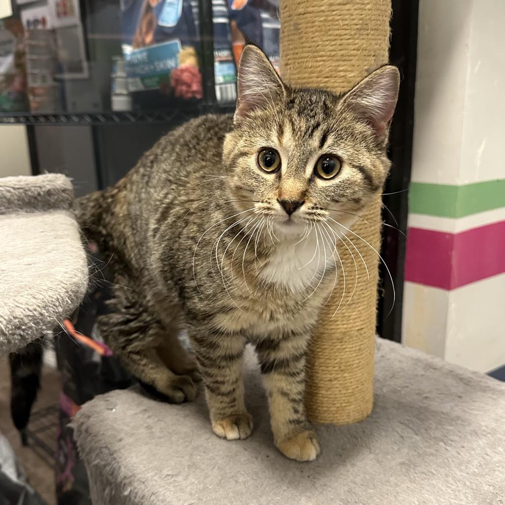 Gertrude Claus, Adoptable, Kitten Female Domestic Short Hair.