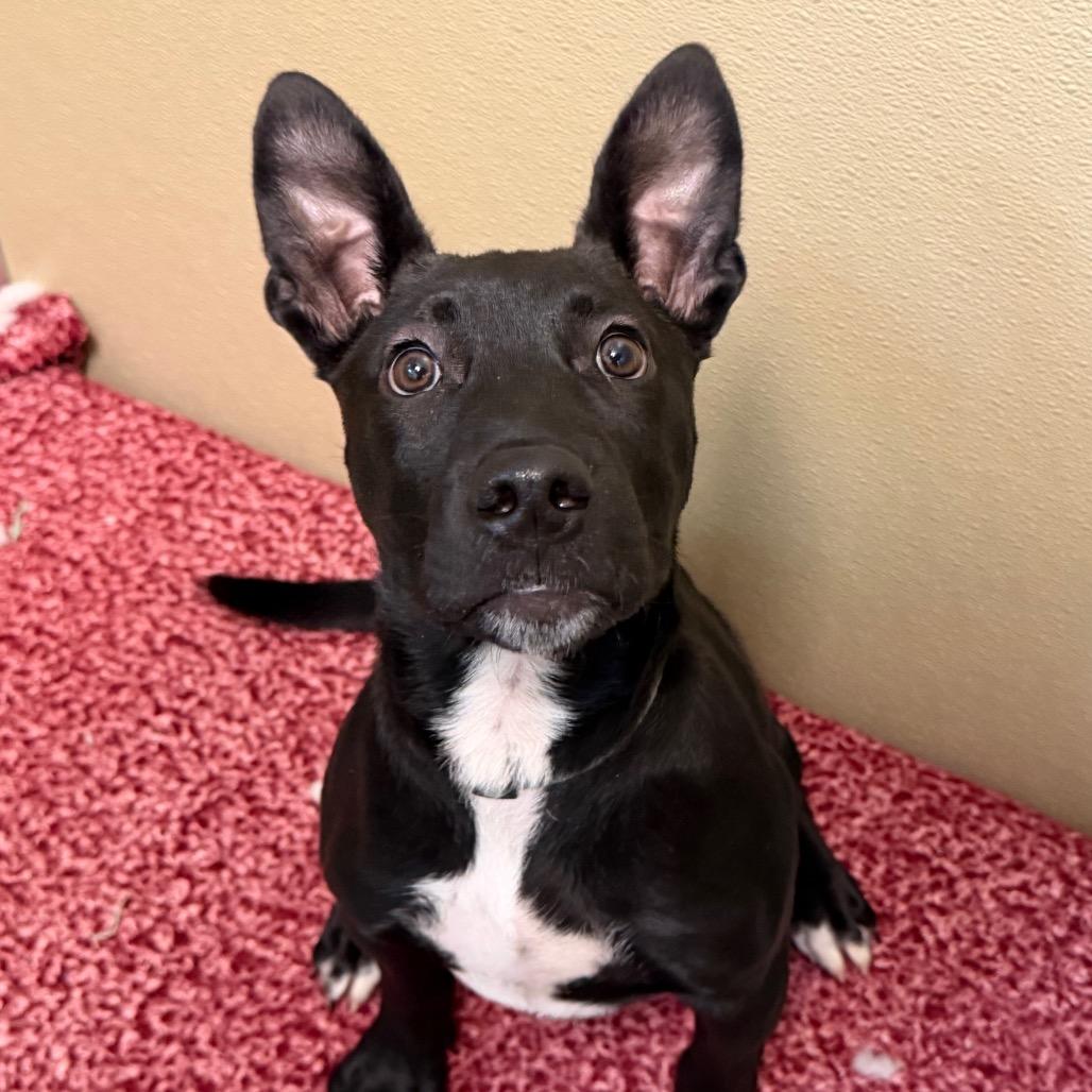 McTavish, Adoptable, Puppy Male Pit Bull Terrier.