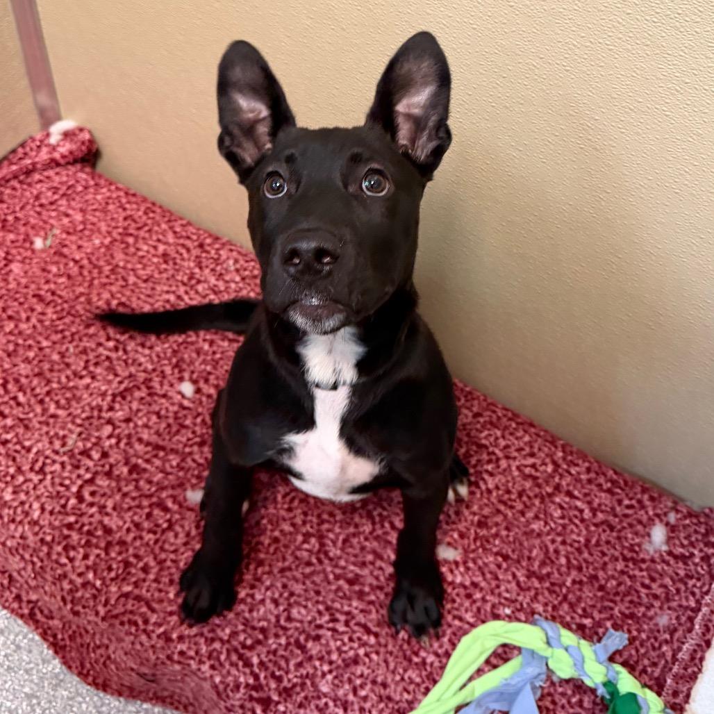McTavish, a Adoptable Pit Bull Terrier in Durango, CO image 2/3