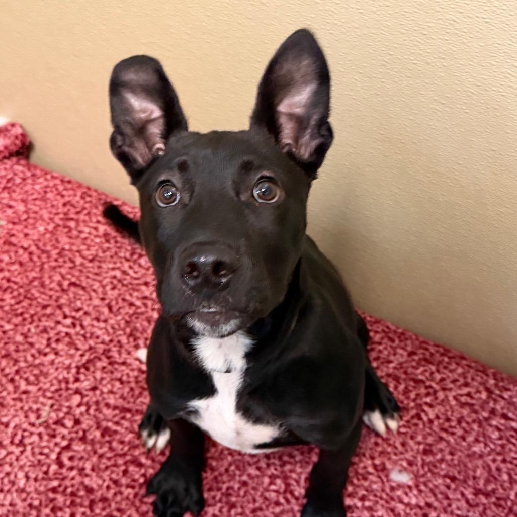 McTavish, a Adoptable Pit Bull Terrier in Durango, CO image 3/3