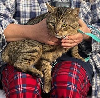 Bob , an adopted American Bobtail in Knoxville, TN image 4/5