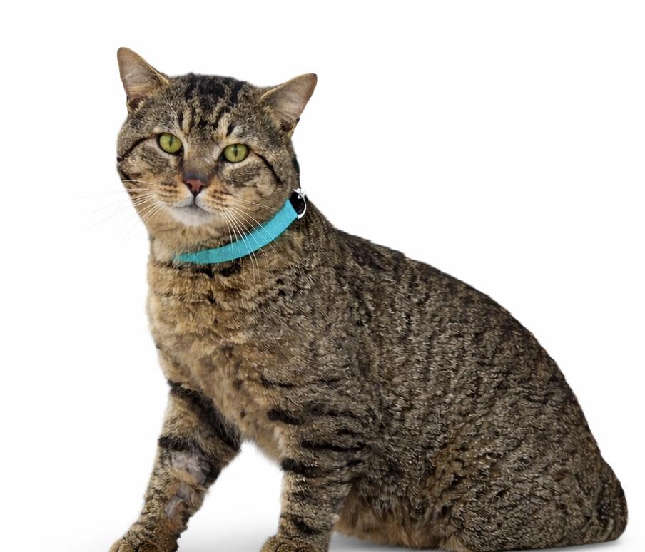Bob , an adopted American Bobtail in Knoxville, TN image 2/5