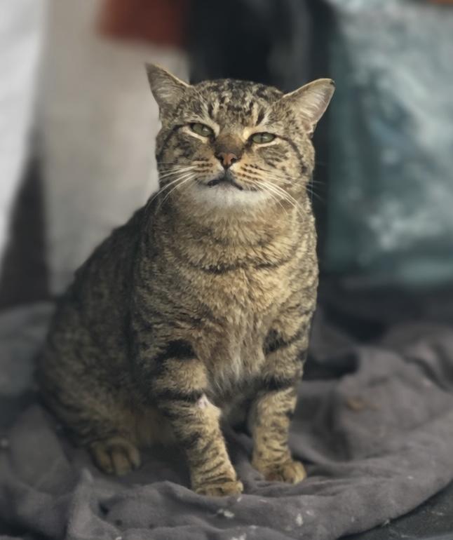 Bob , an adopted American Bobtail in Knoxville, TN image 3/5