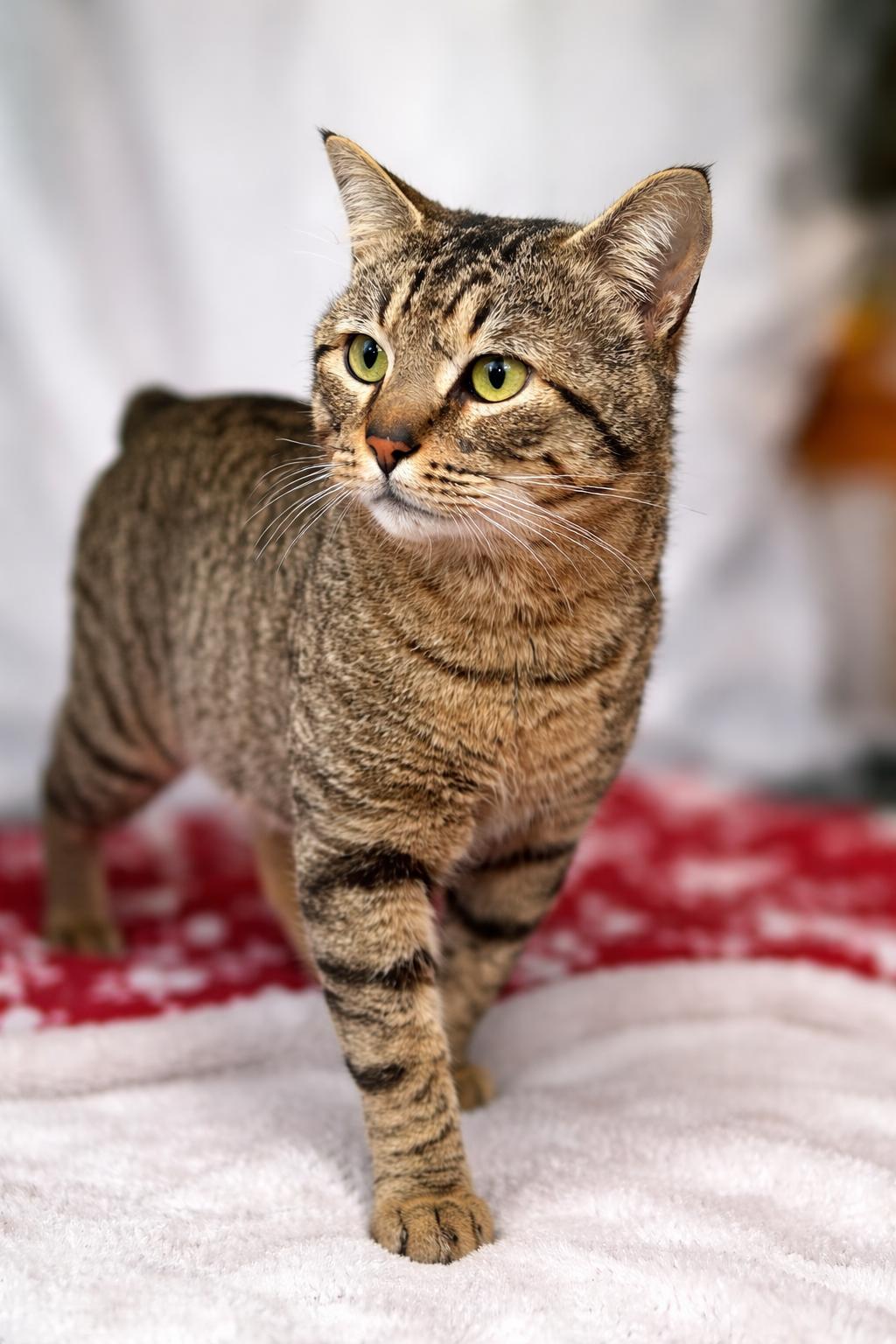Bob , adopted, Adult Male American Bobtail.