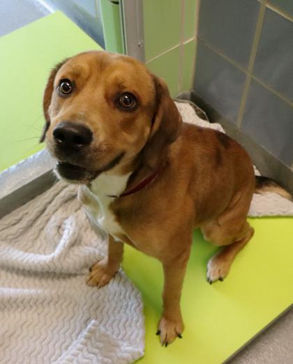 Squeaky Squeakerton, Adoptable, Young Male Labrador Retriever & Mixed Breed.